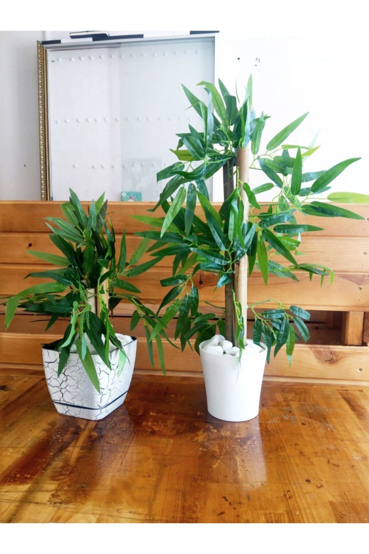 YEŞİLADA 2 Adet Saksıda Bambu Ağaç Beyaz Saksılarda Bamboo Ağaç Çiçek Bitki