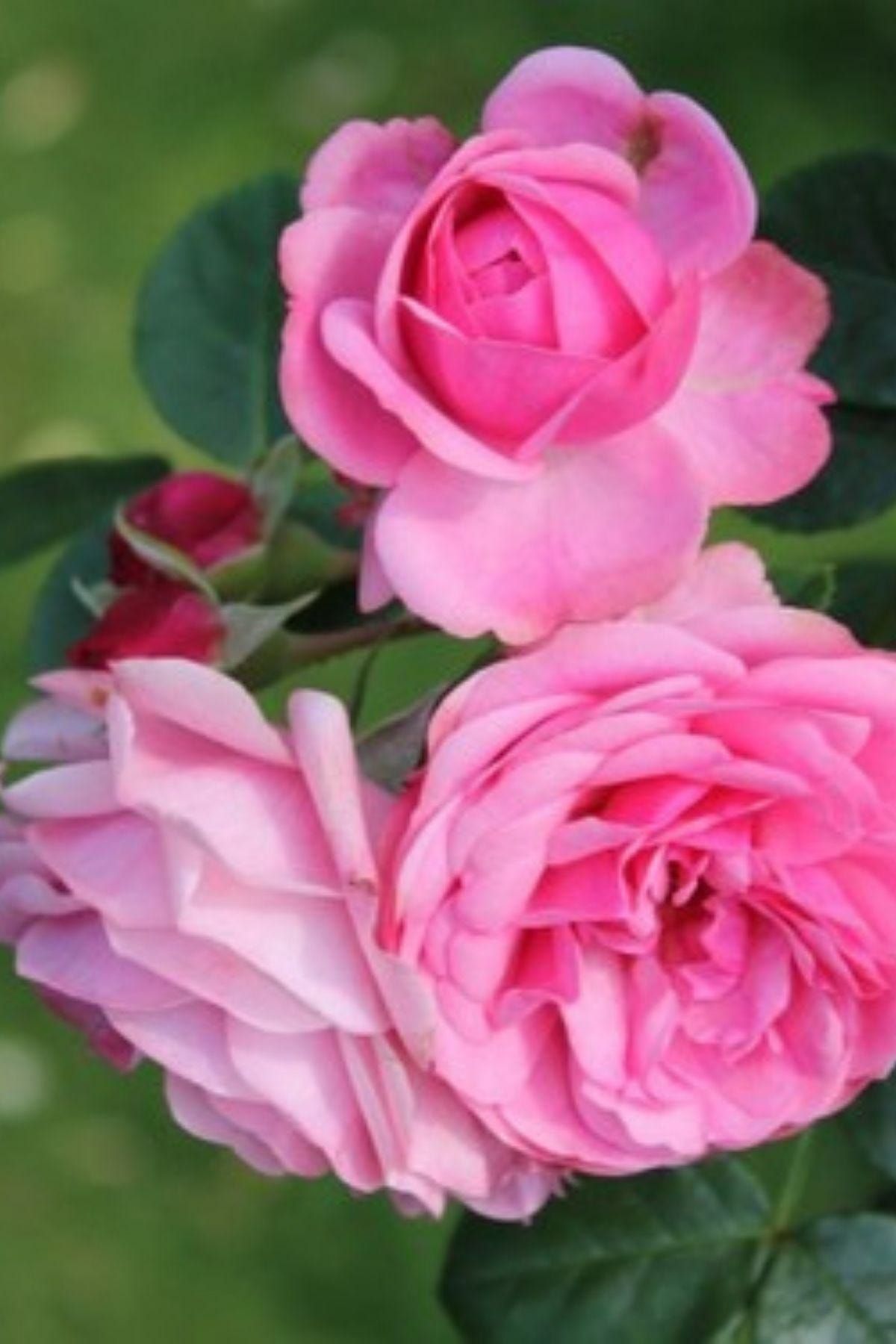 Damla botanik Kokulu Isparta Gülü 40 cm Rosa Damascena