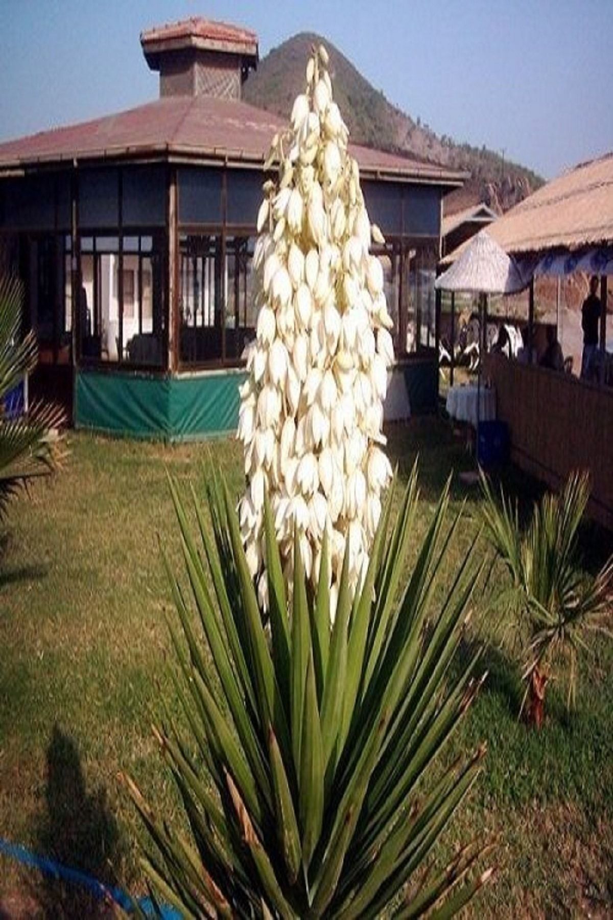 ALİBOTANİK Avize Çiçeği Fidanı Beyaz Çiçekli 35 Cm