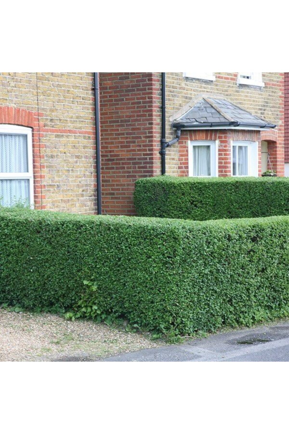 lalaahmetbotanik 20 Adet Tüplü Kurtbağrı Ligustrum Fidanı 40 60 cm