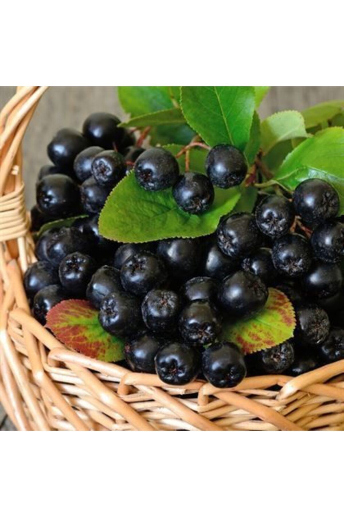 ALİBOTANİK Rus Yaban Mersini Viking Aronya Fidanı Aronia Melonocarpa