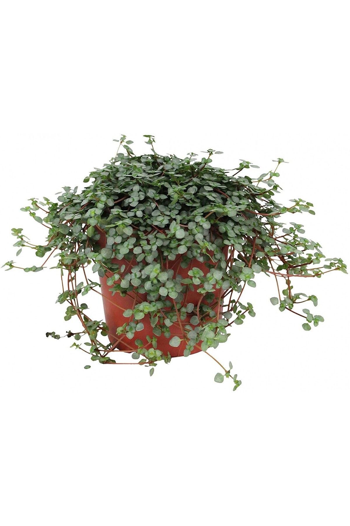 Tunç BotanikPilea Glauca -Dostluk Çiçeği