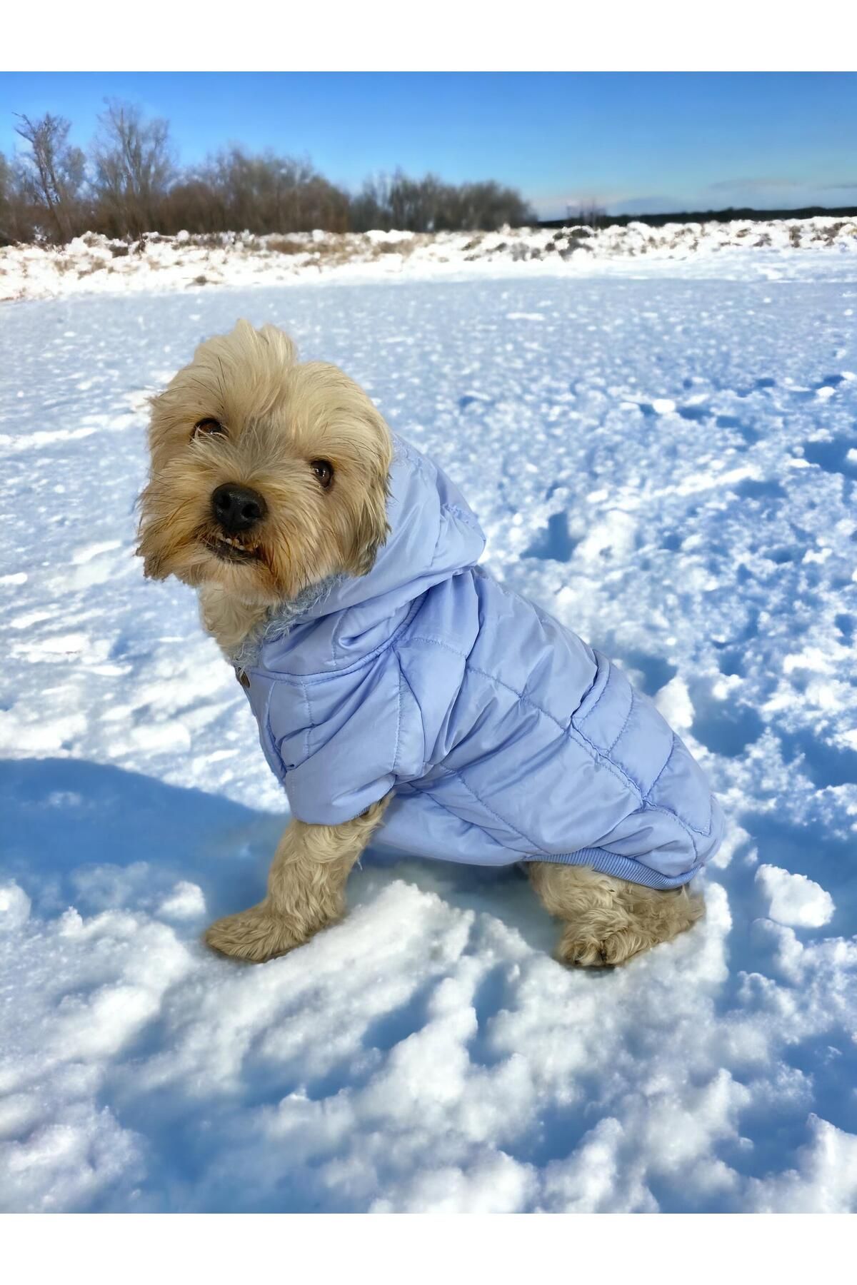 Baby Blue Comfy Köpek Montu, Köpek Ceketi, Köpek Dış Giyim