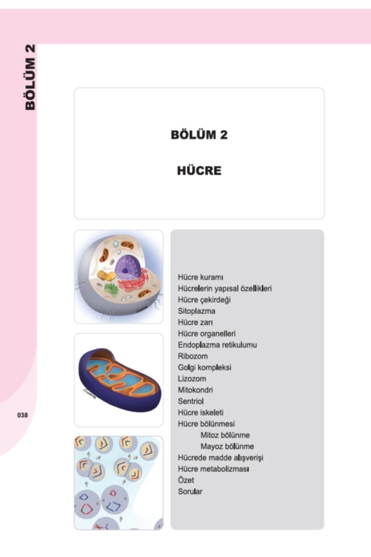 İnsan Anatomisi ve Fizyolojisine Giriş