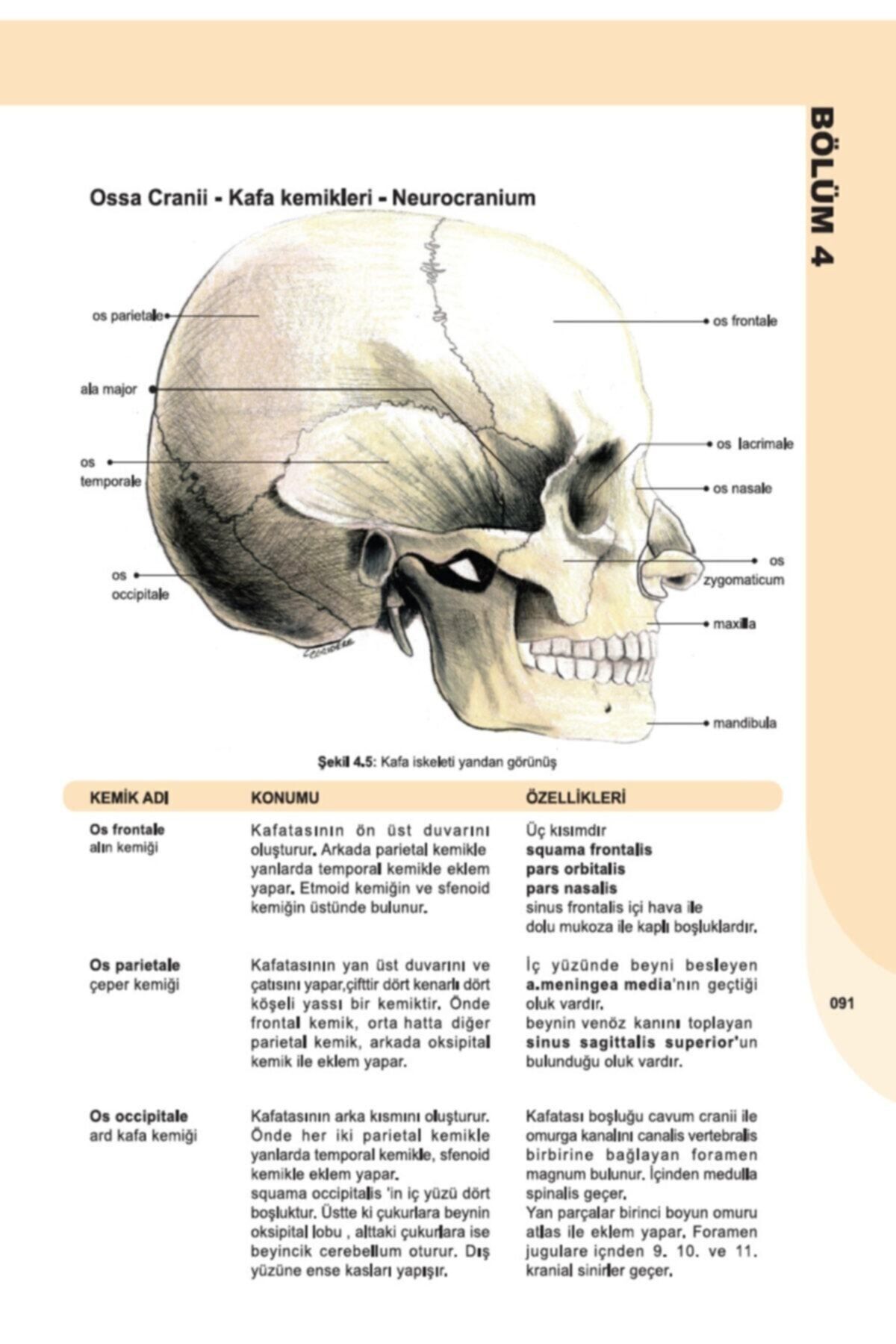 İnsan Anatomisi ve Fizyolojisine Giriş