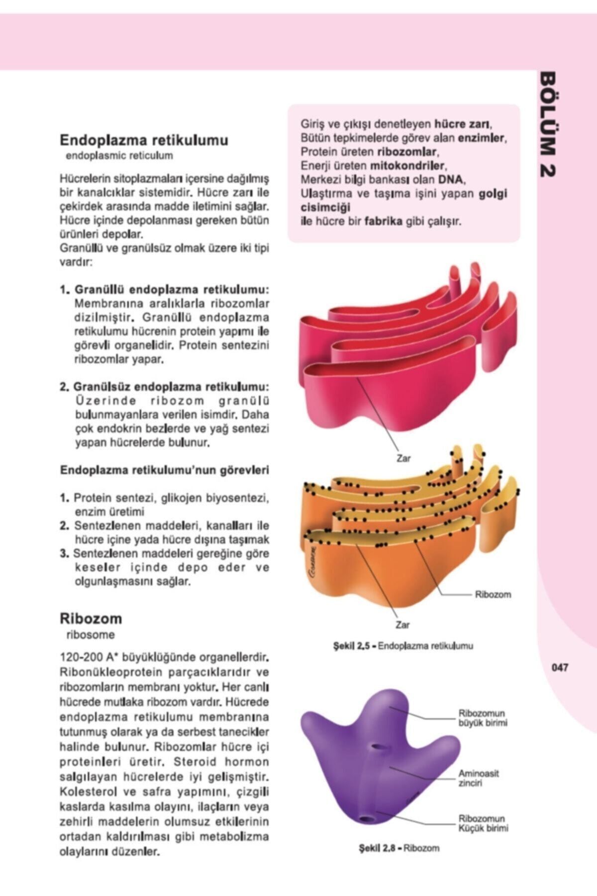 İnsan Anatomisi ve Fizyolojisine Giriş