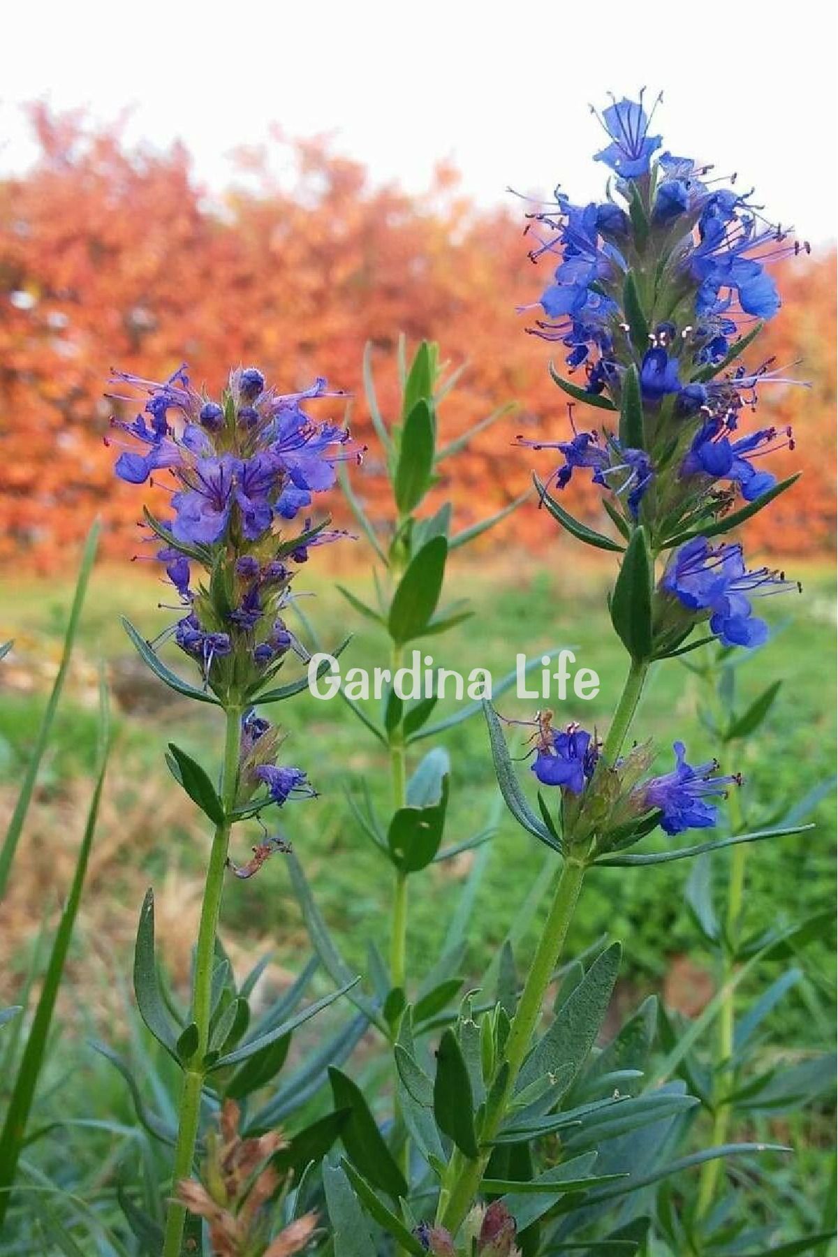 Zufa Otu Fidesi 1 Adet ( Hyssopus Officinalis )