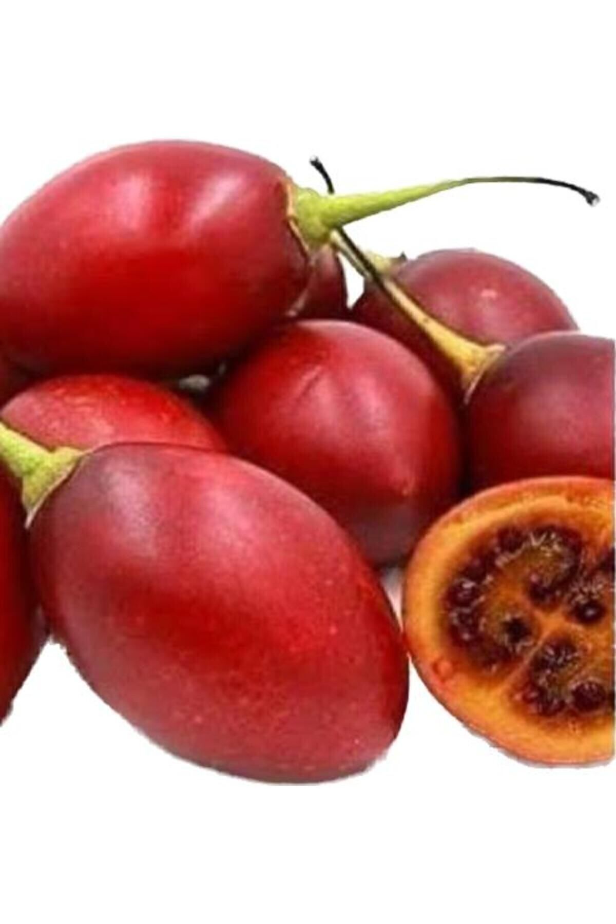 Tamarillo (DOMATES AĞACI) 30-50 Cm Boyunda Tüplüdür