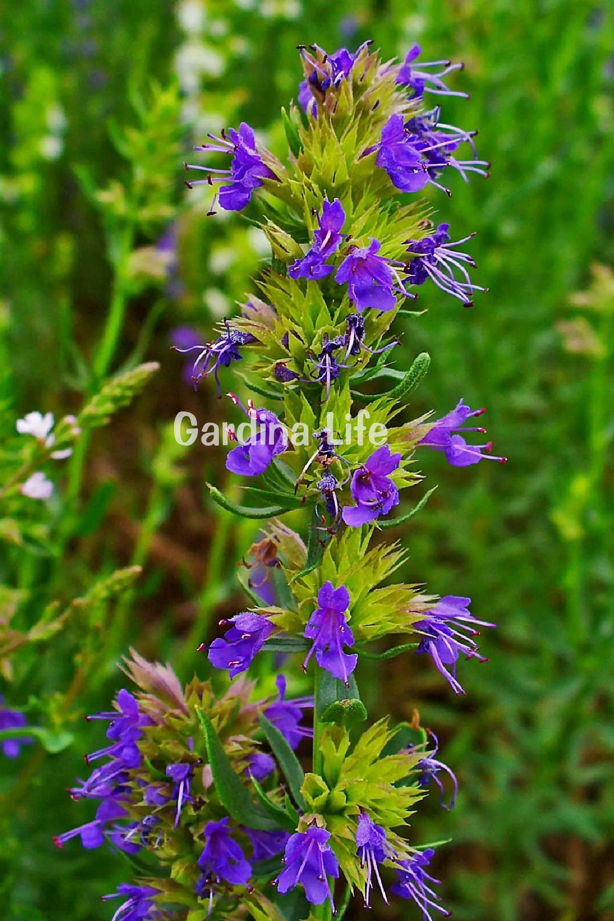 Zufa Otu Fidesi 1 Adet ( Hyssopus Officinalis )