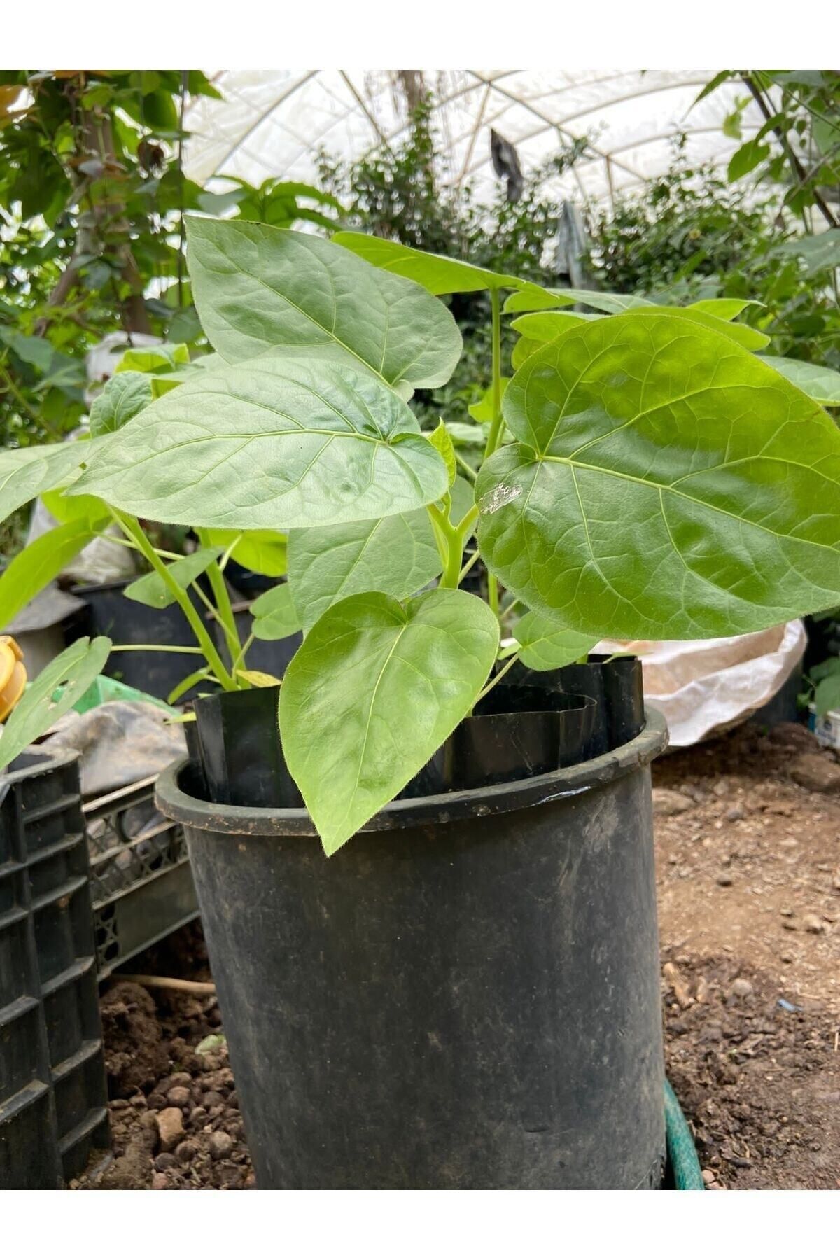 Tamarillo (DOMATES AĞACI) 30-50 Cm Boyunda Tüplüdür