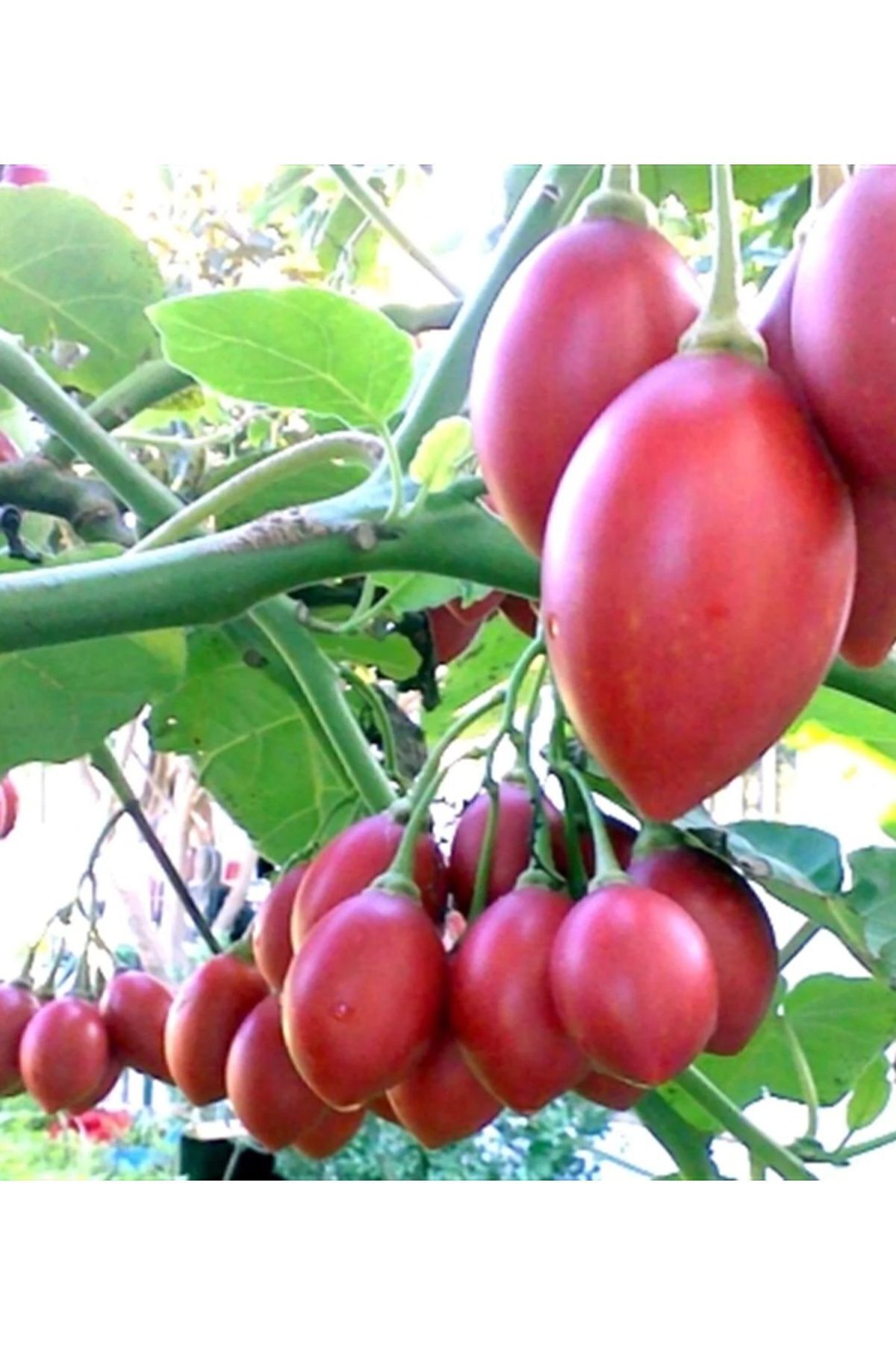 Tamarillo (DOMATES AĞACI) 30-50 Cm Boyunda Tüplüdür