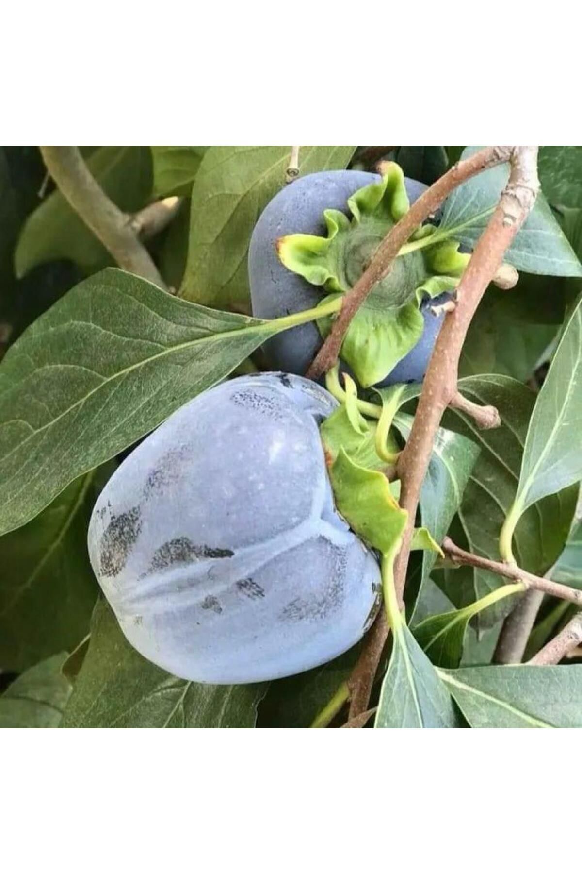 Doğan Fidancılık Tüplü VeAşılı Black (SİYAH)...