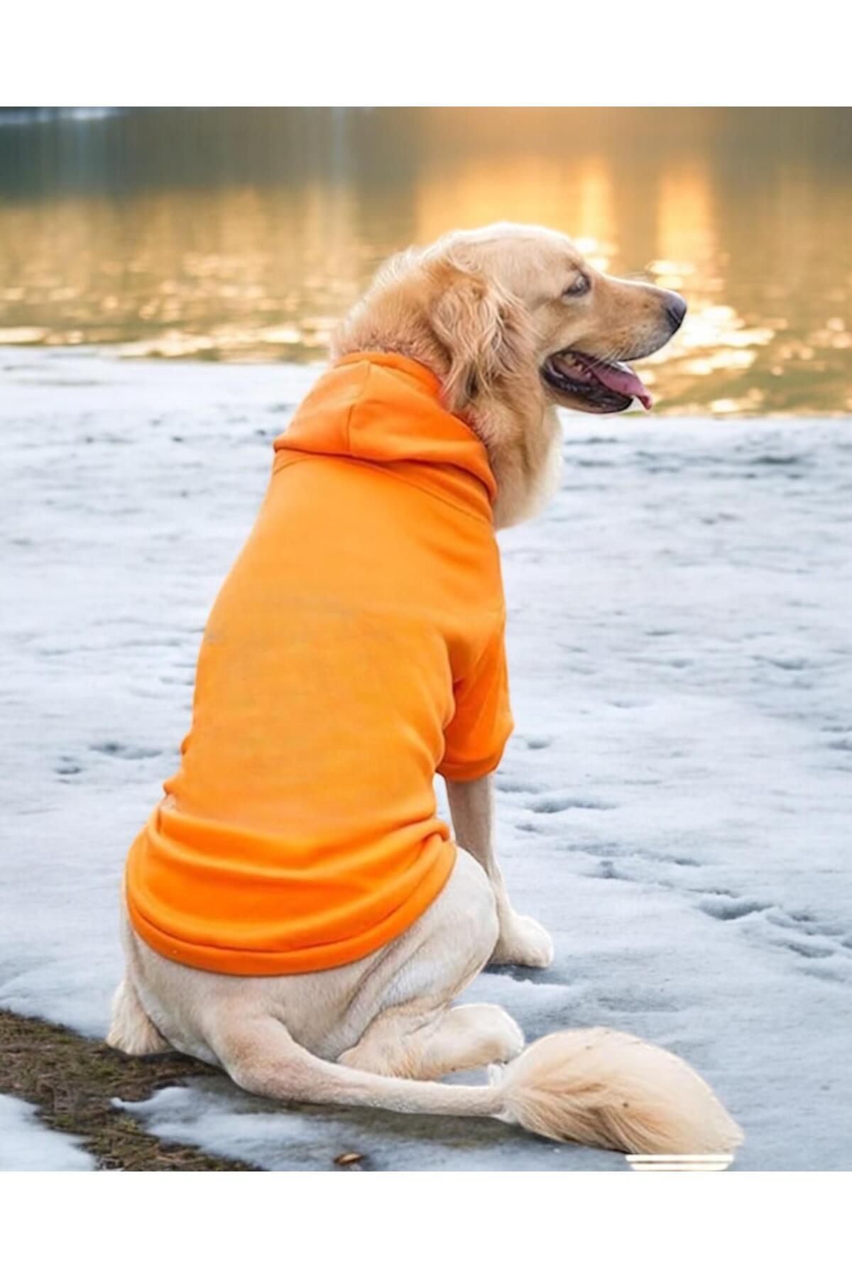 Orange Kapşonlu Sweatshirt, Orta ve Büyük Irklar İçin