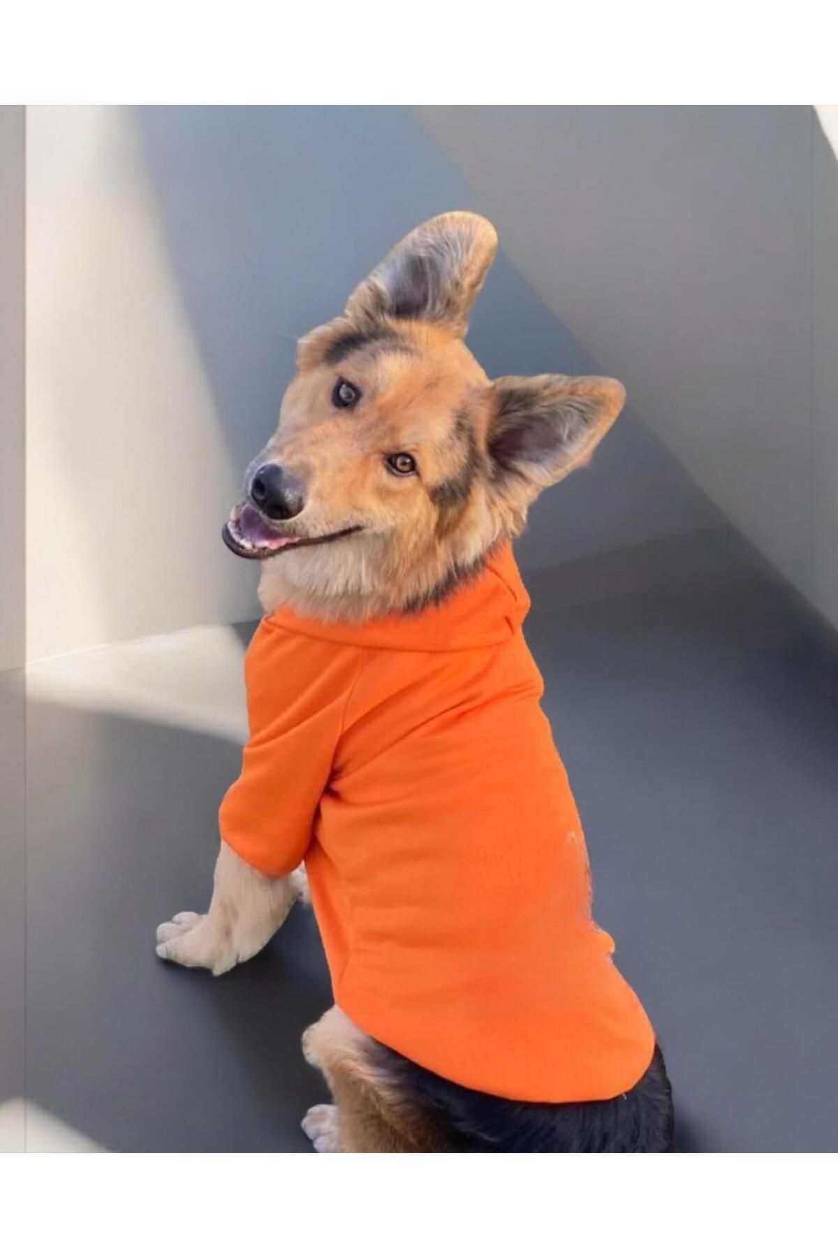 Orange Kapşonlu Sweatshirt, Orta ve Büyük Irklar İçin