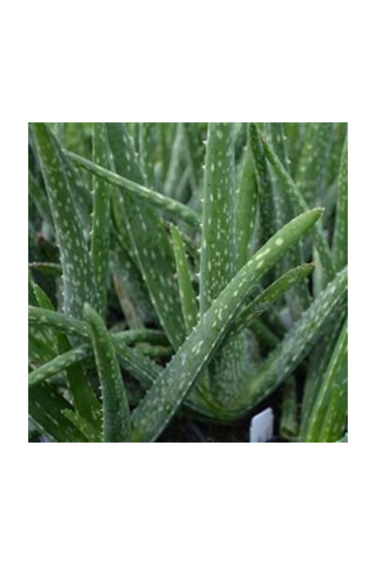 Aloevera Bitkisi 15-25 cm Doğal Krem Şifalı Bitki Sarısabır