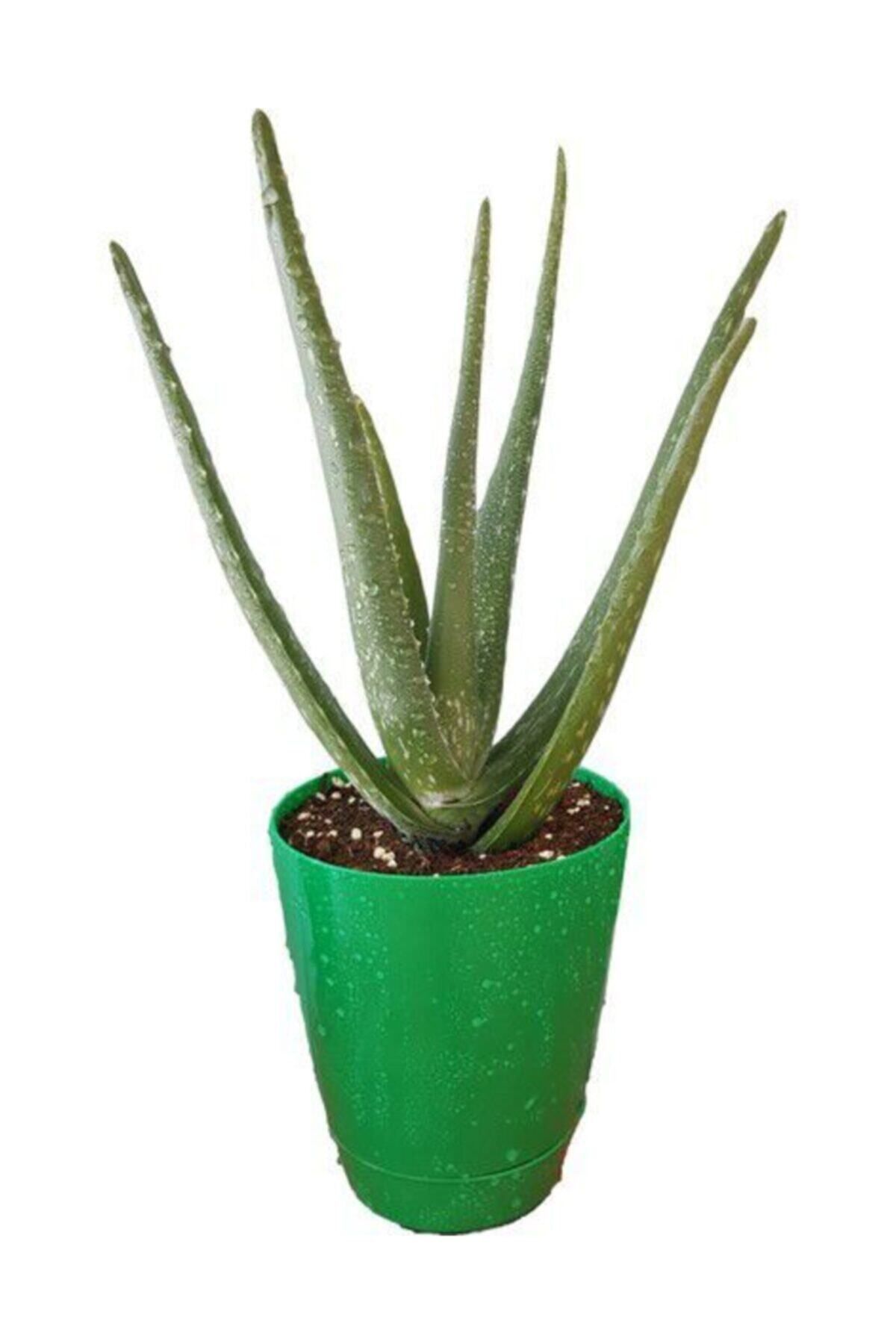 Yades Aloevera Bitkisi 15-25cm Doğal Krem Şif...