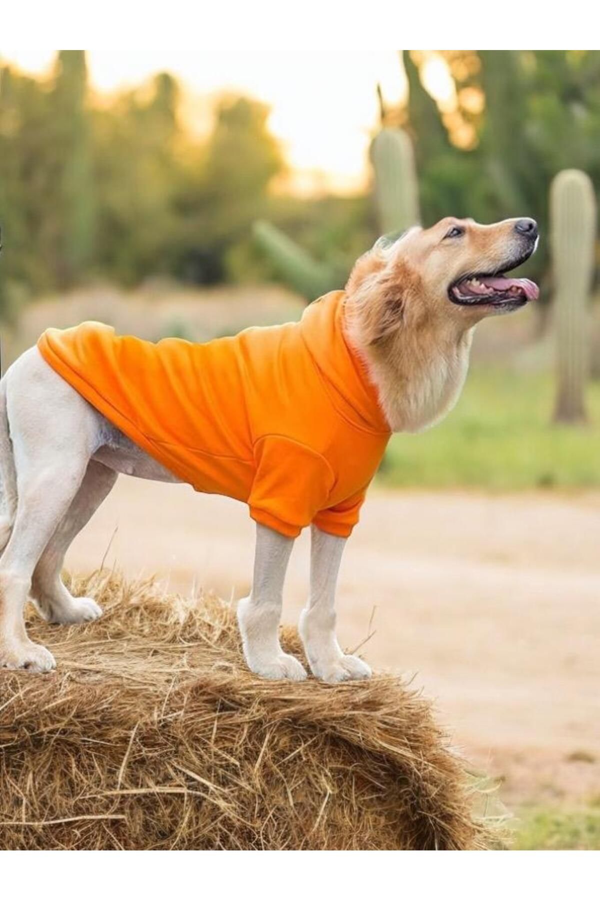 Orange Kapşonlu Sweatshirt, Orta ve Büyük Irklar İçin