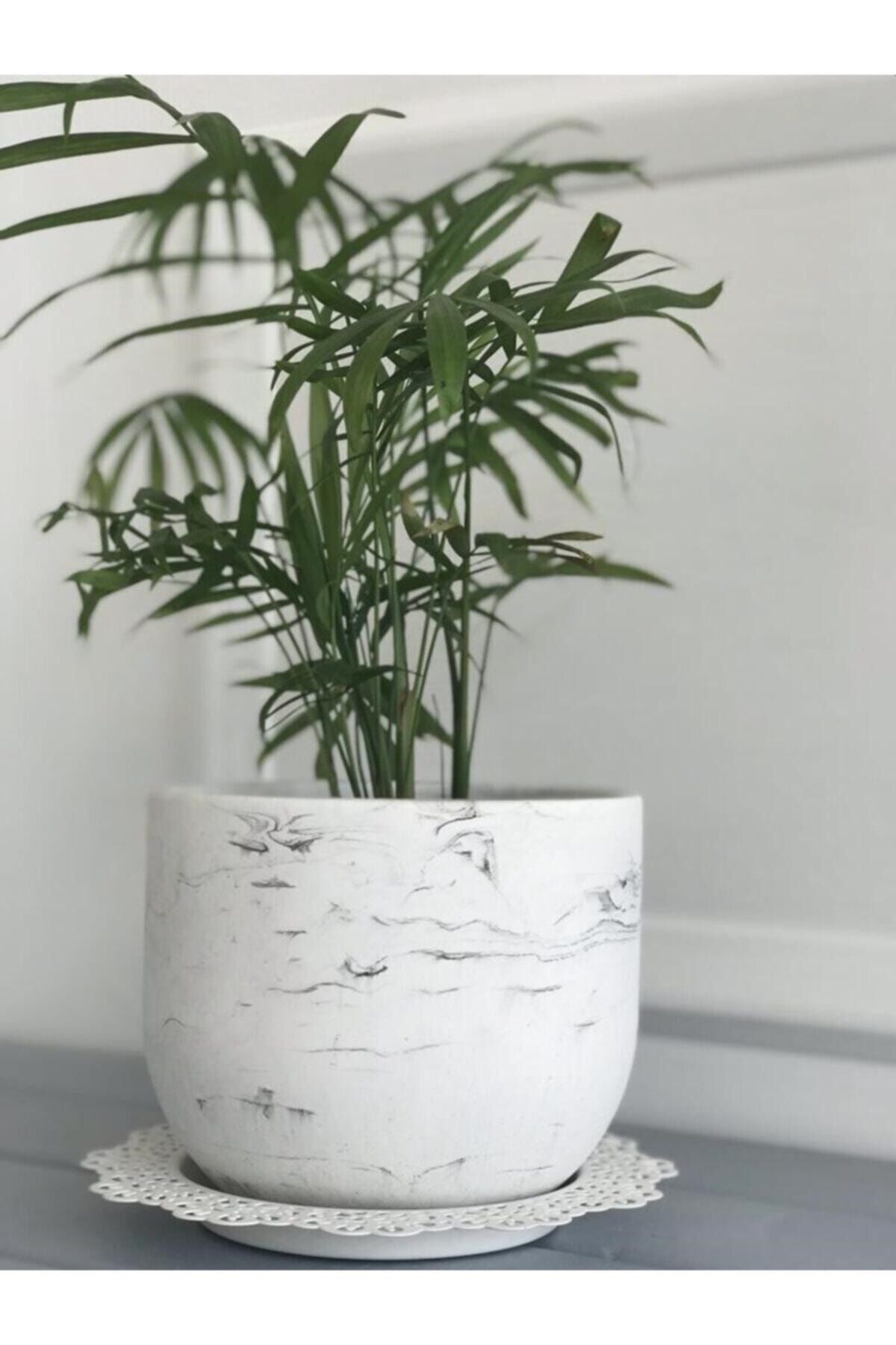 SASA HOME Beton Büyük Boy Bitki Ve Kaktüs Sukulent Saksısı