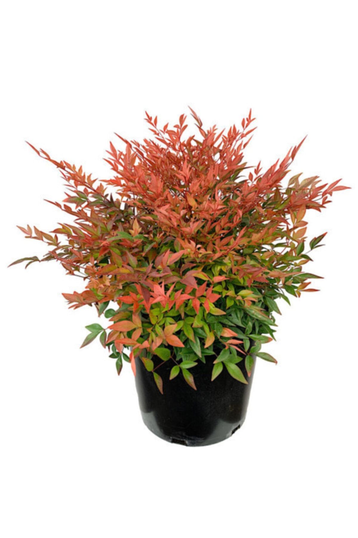 fidanistanbul Nandina Domestica Gulf Stream Kırmızı Cennet Bambusu, Büyük Boy, Saksıda
