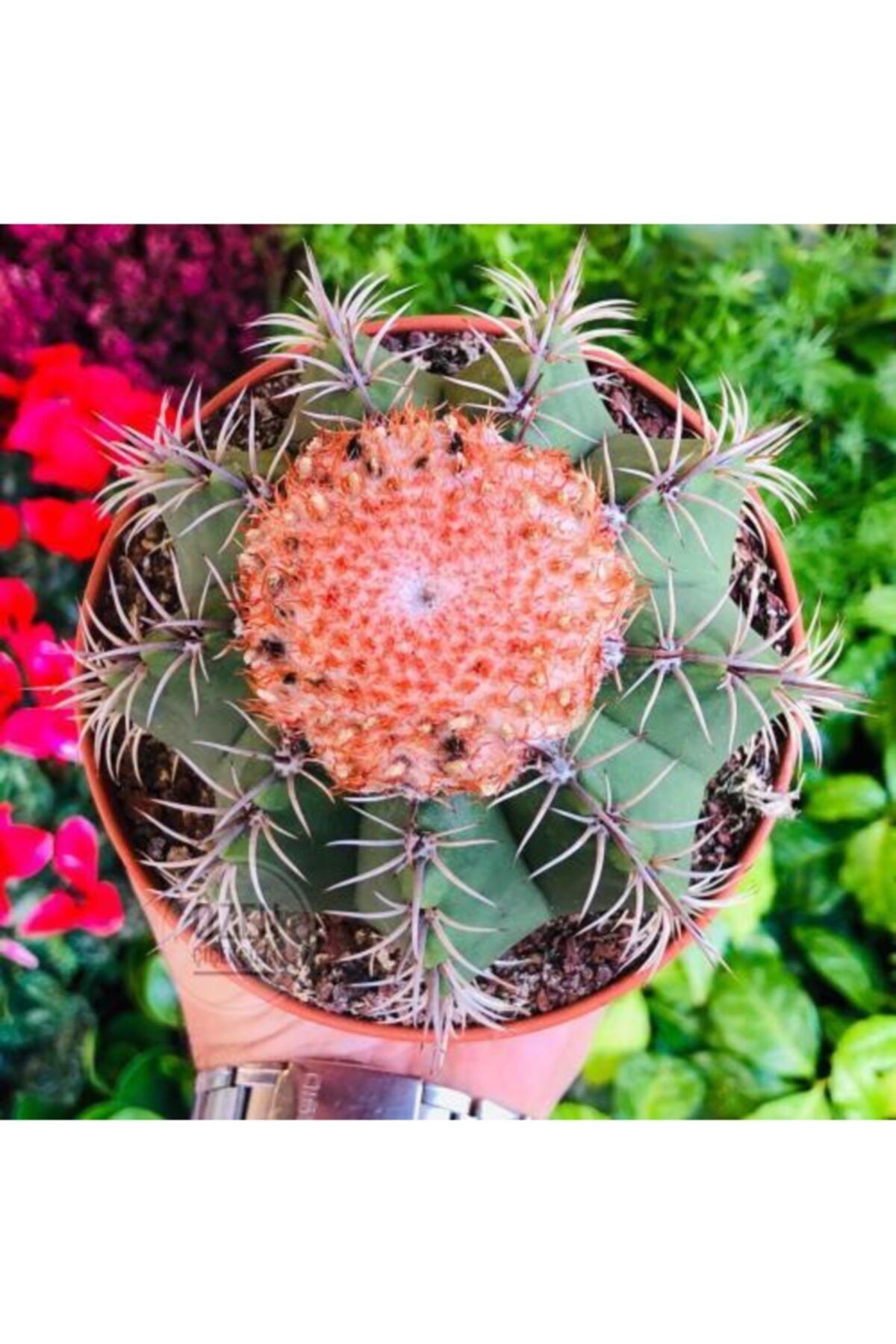 Özen Çiçekçilik Melocactus Matanzanus Nadir Tür Şapkalı Çiçek Açan Kaktüs