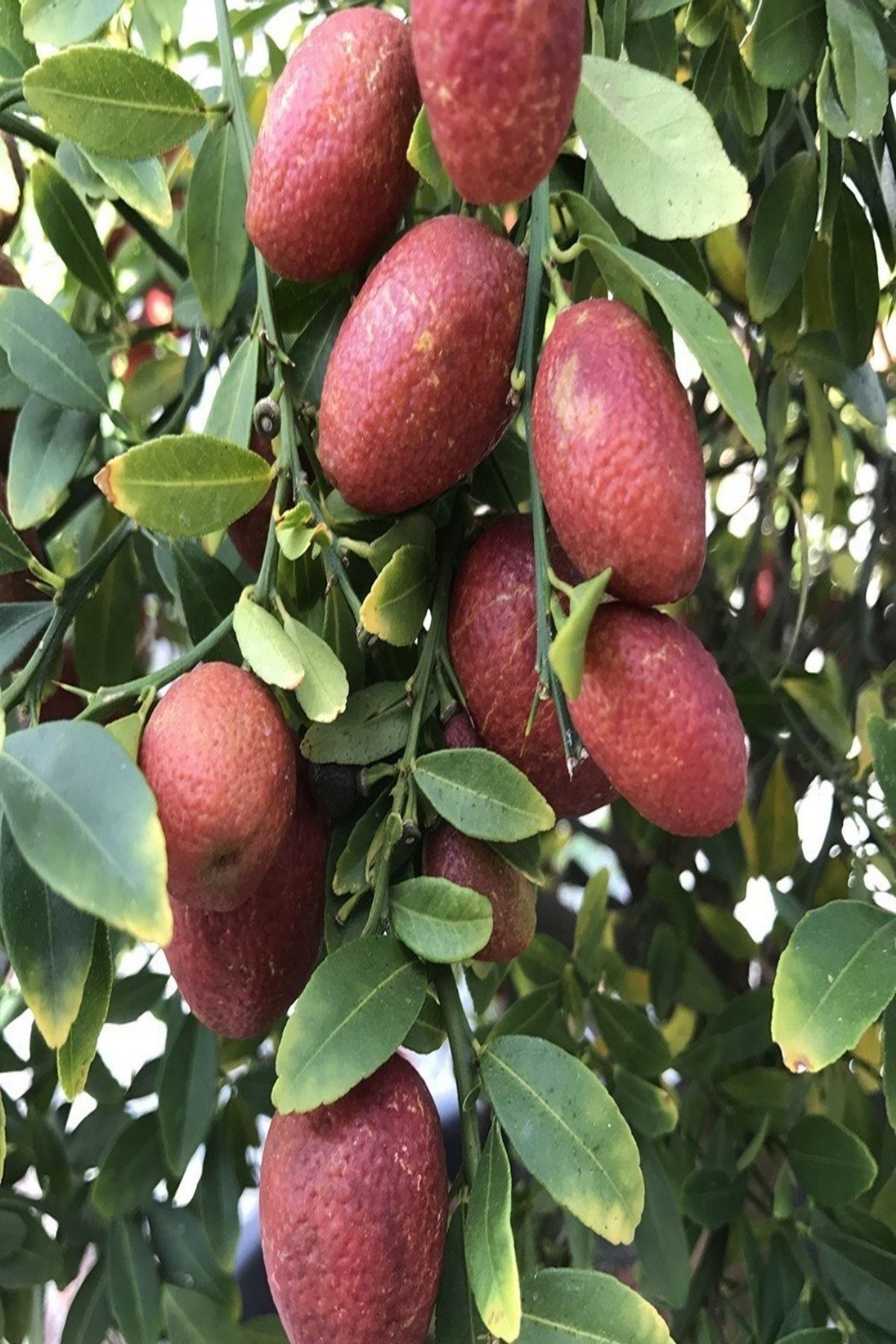 OnlineBahçem Tüplü Meyve Verme Yaşında Avustralya Blood Lime Fidanı