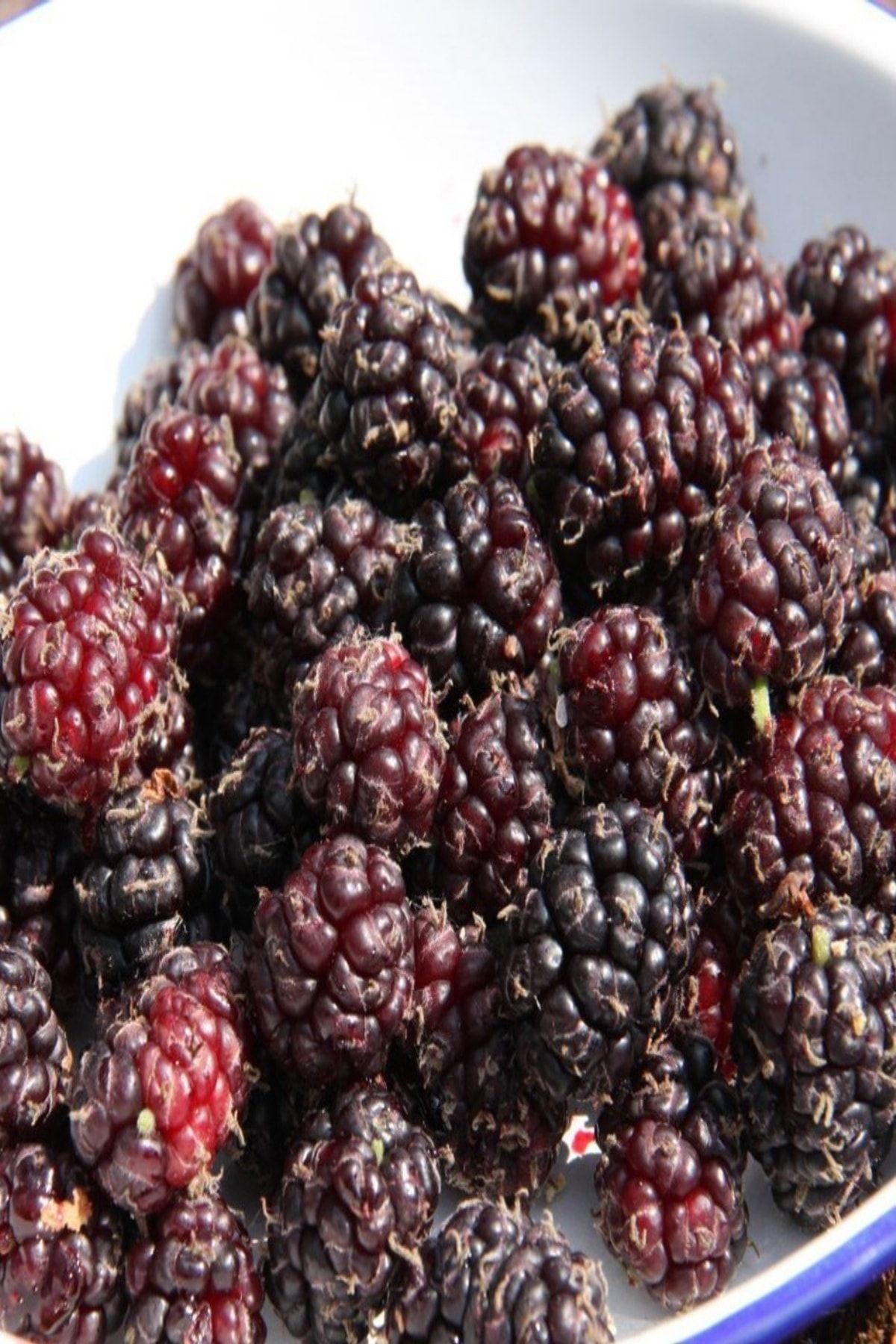 onlinebahcem tuplu verimli aromatik eksi kara urmu dut fidani fiyati yorumlari trendyol