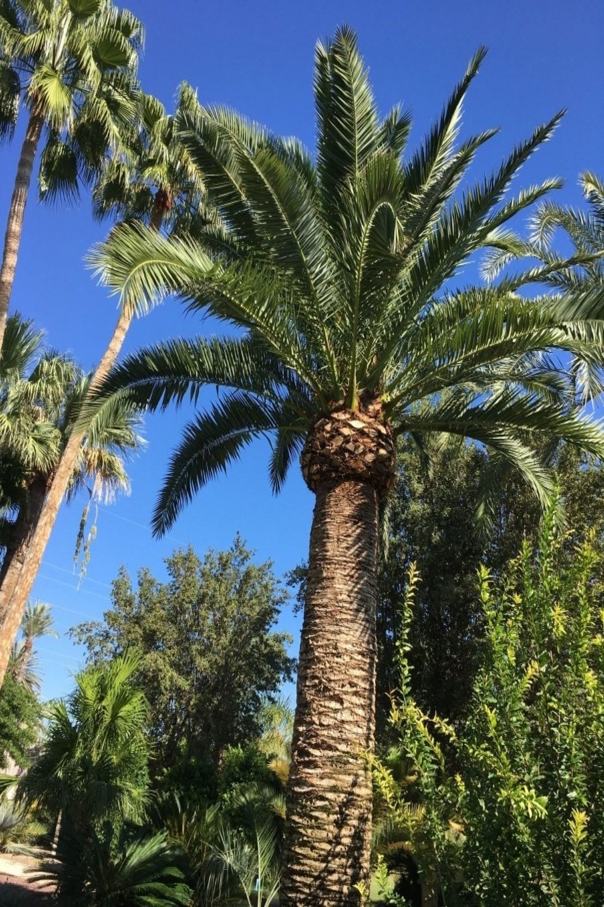 OnlineBahçem Tüplü Phoenix Canariensis Palmiye Ağacı Fidanı-80 Cm Üzerinde