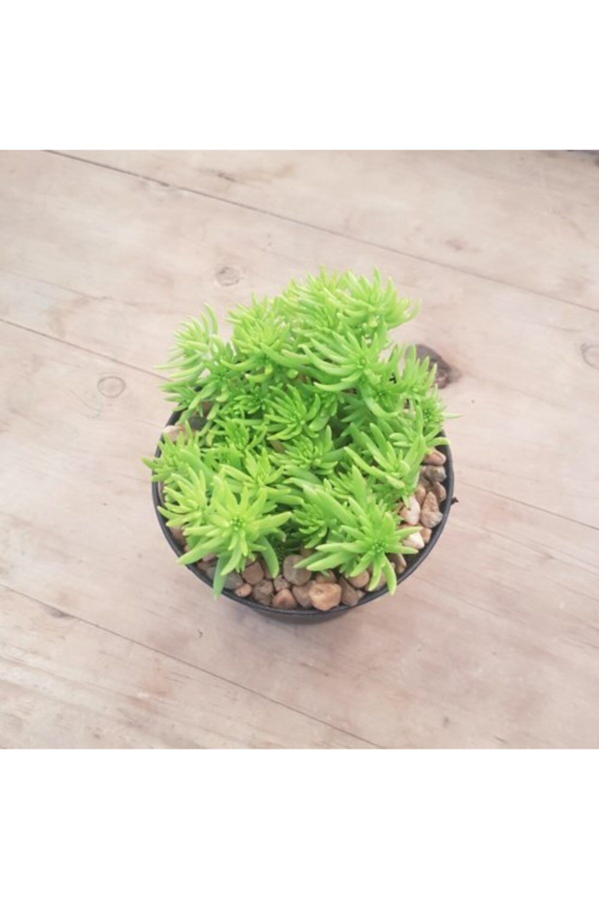fidanistanbul Sedum Gold Mound Açık Yeşil Dam Koruğu, Saksıda