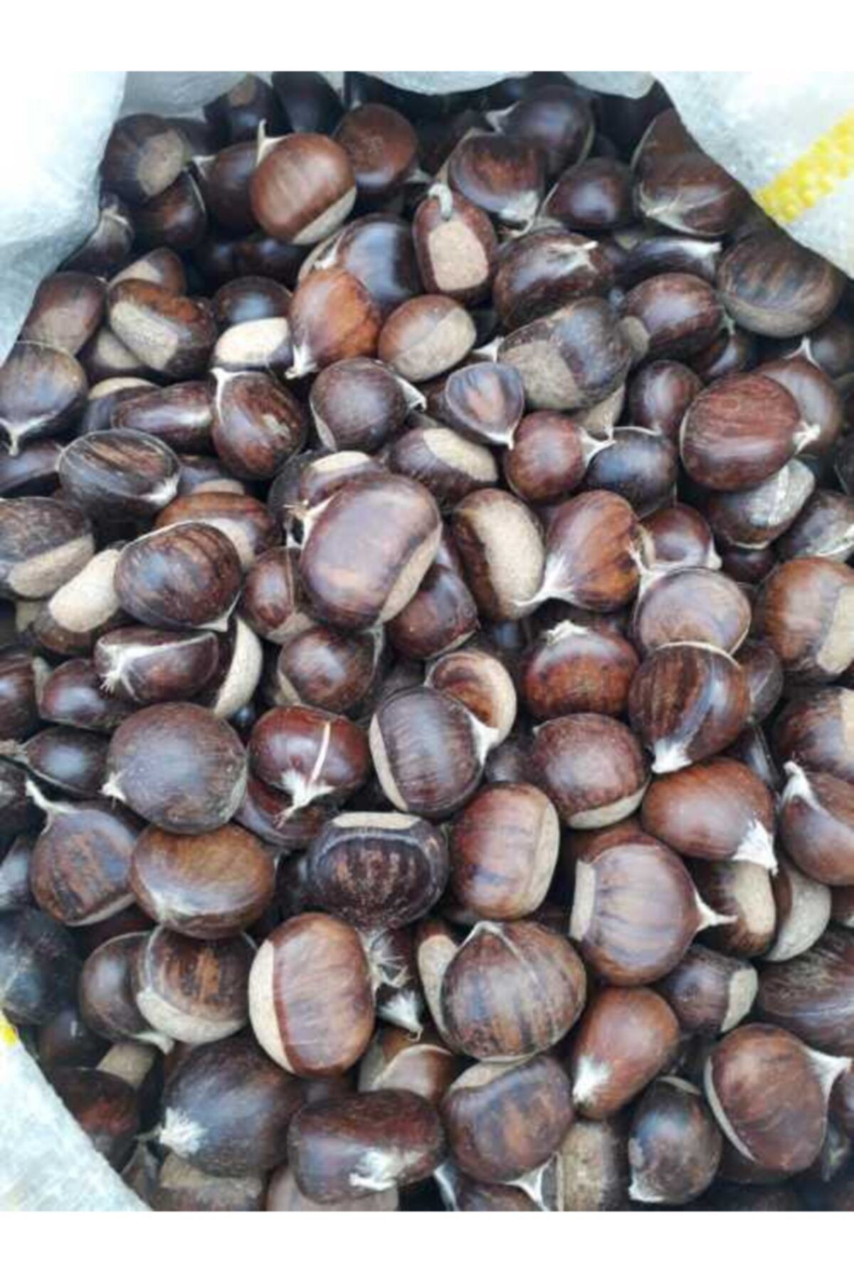 Doğal Kestane Kuzu Düzce