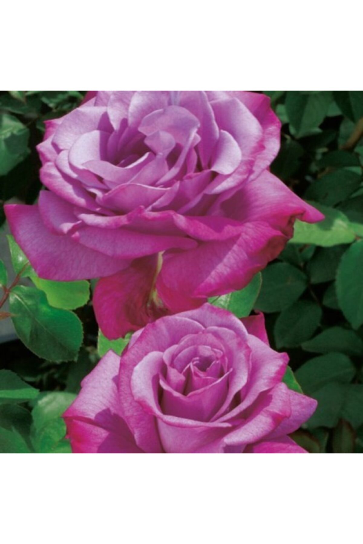 ruzgarbotanik Bulgar Gülü Lila Çiçeği Fidanı