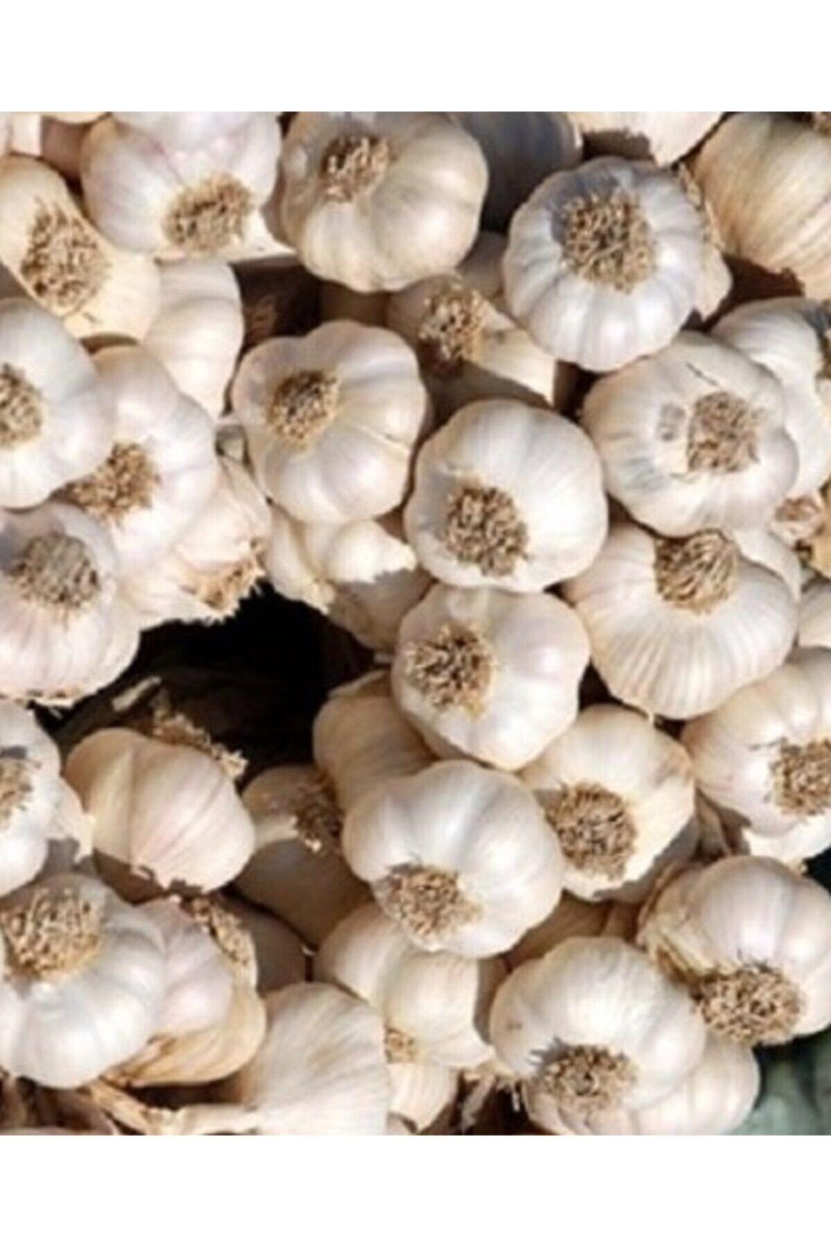 Karahasanoğlu Tarım Double Boy Maraş Sarımsağı Kesik Saplı 1 Kg