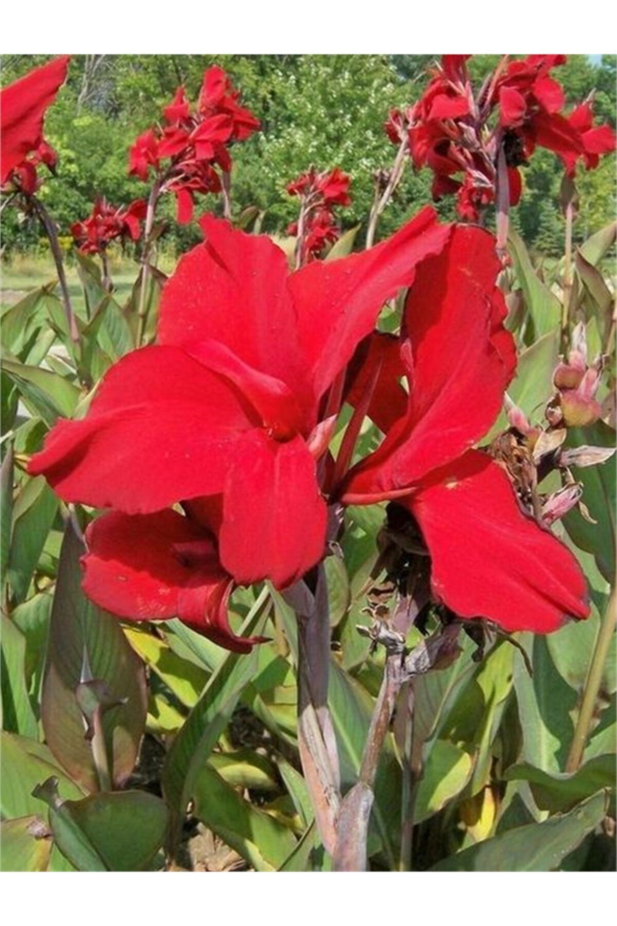 1001fidan Canna X Indica Red Dazler Kanna Kana Tesbih Çiçeği Fidesi