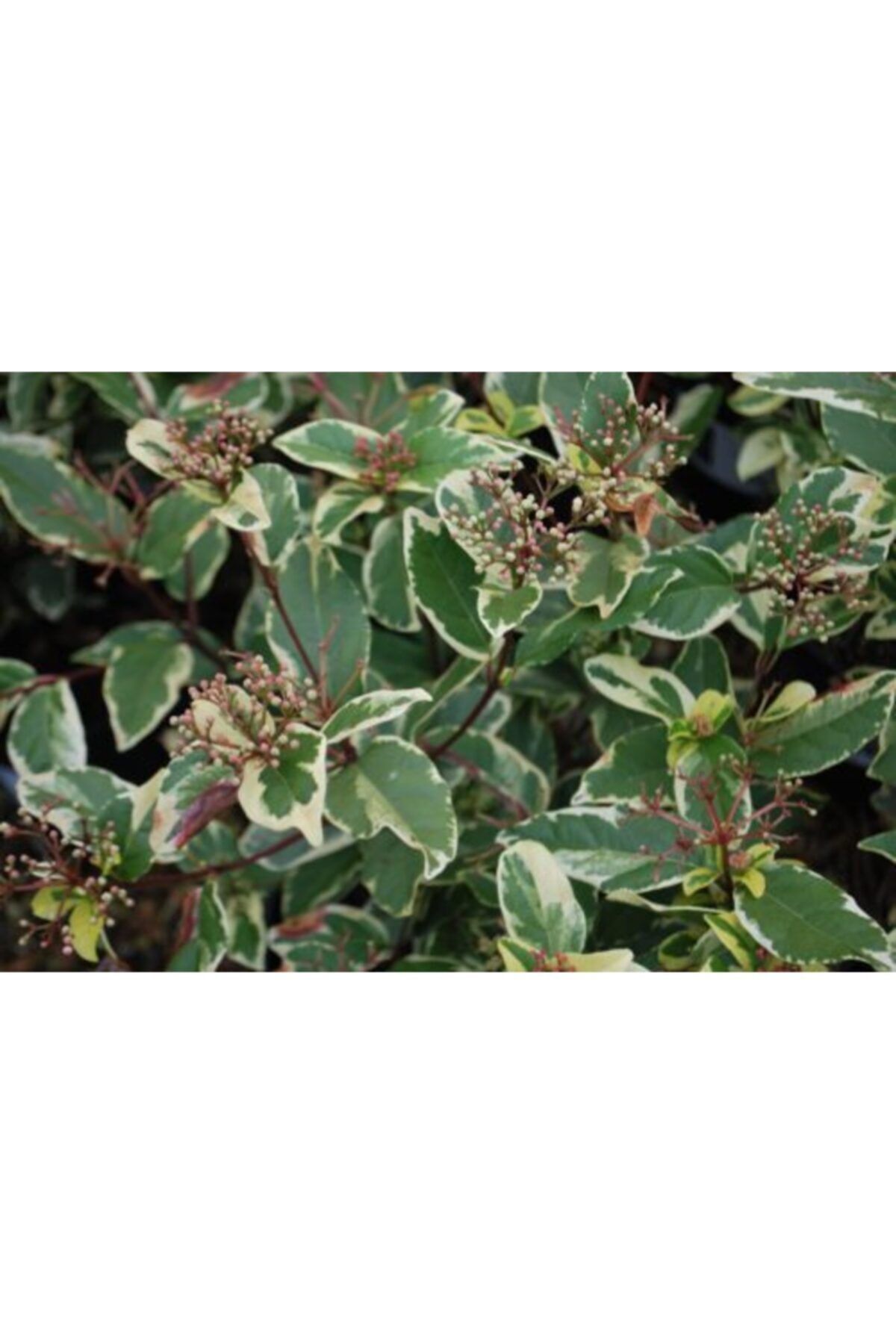 fidanistanbul Viburnum Tinus Variegatum Alacalı Kartopu, 20-40 Cm, Saksıda