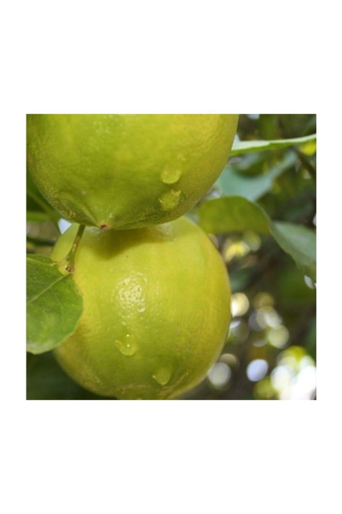 bahceden mersin erdemli bahce limonu 10 kg fiyati yorumlari trendyol