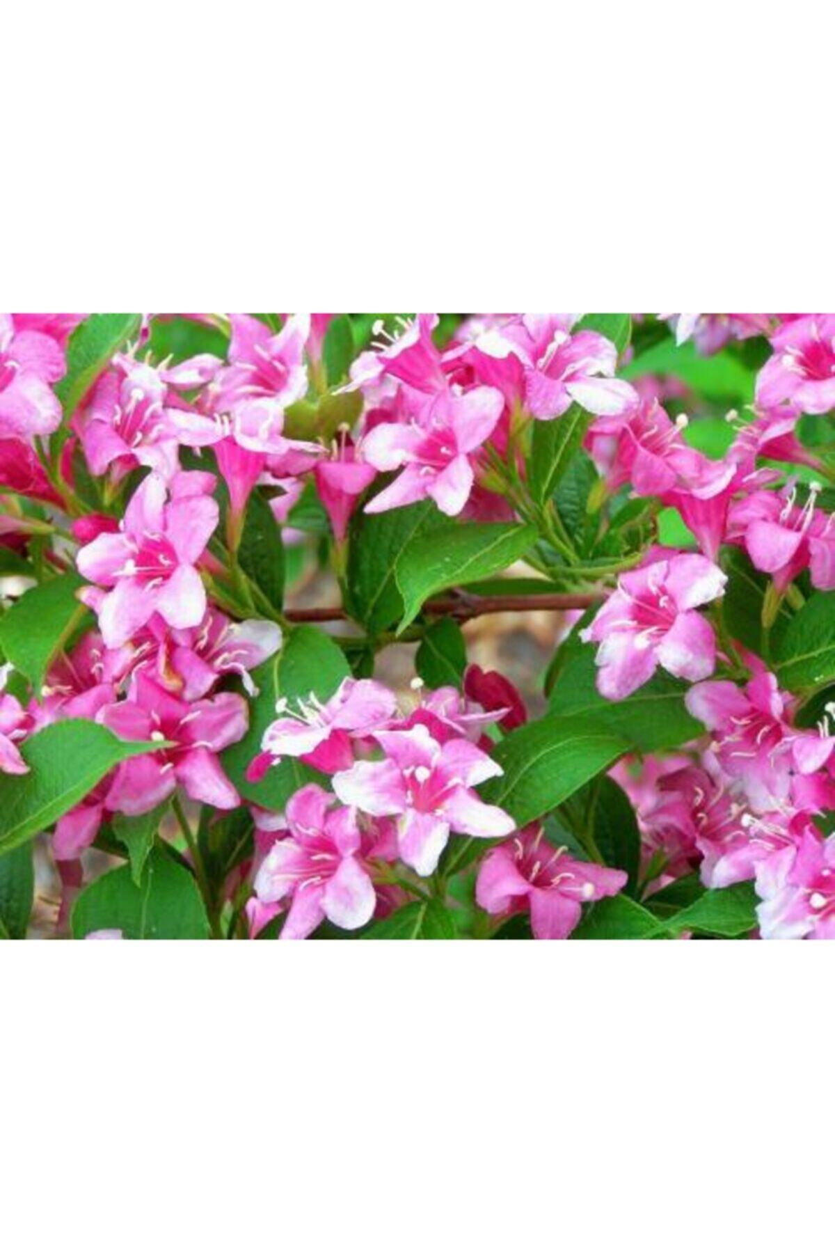 ruzgarbotanik 4 Adet Pembe Vangelya Çiçeği Fidanı 60 Cm