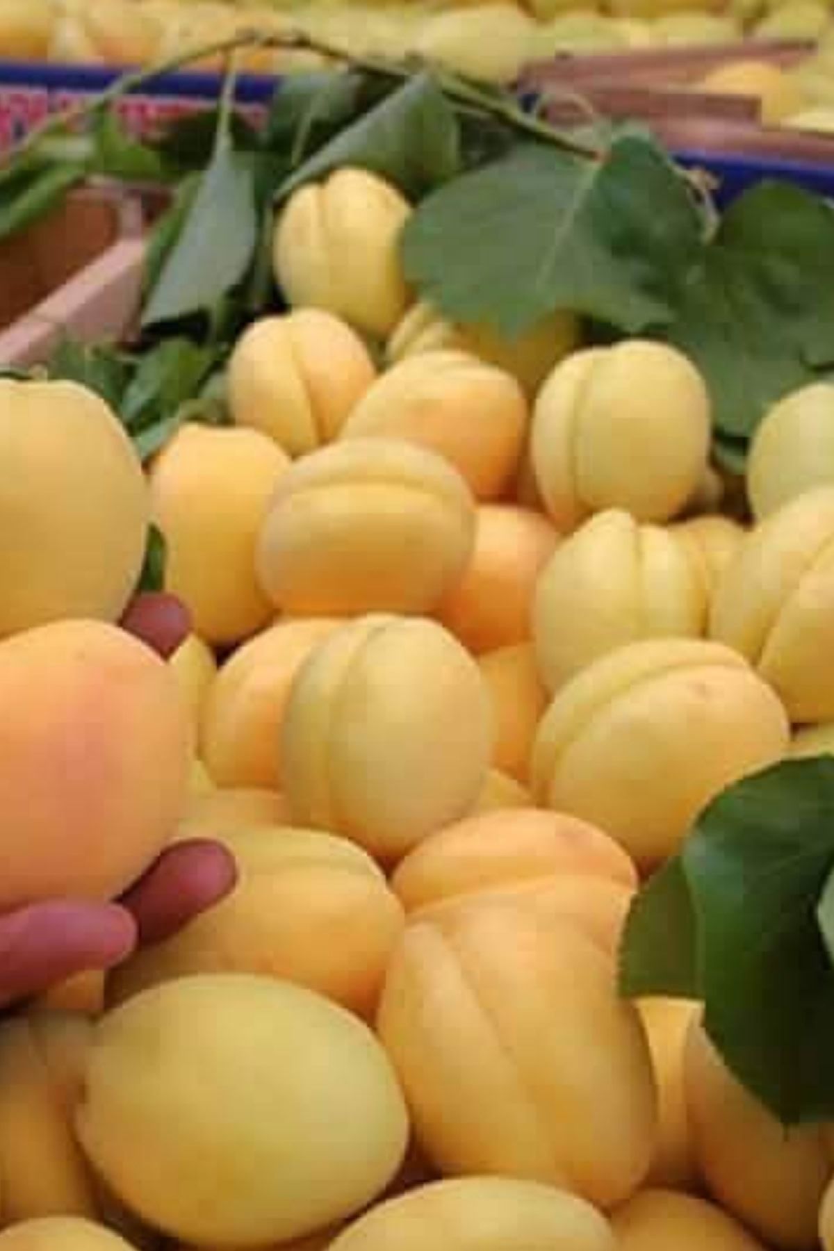 Rüya Peyzaj 2 Yaşlı Açık Köklü Iğdır Kayısı