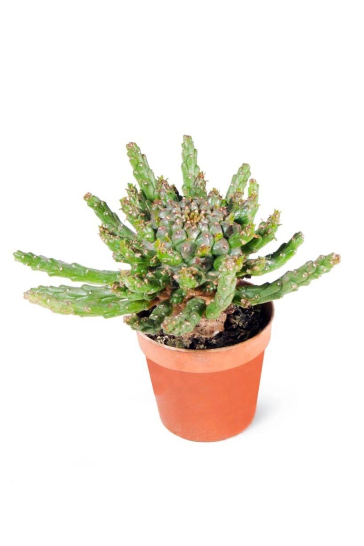 Cemre Garden Euphorbia Caput Medusae Medusa Kafası Kaktüs Sukulent
