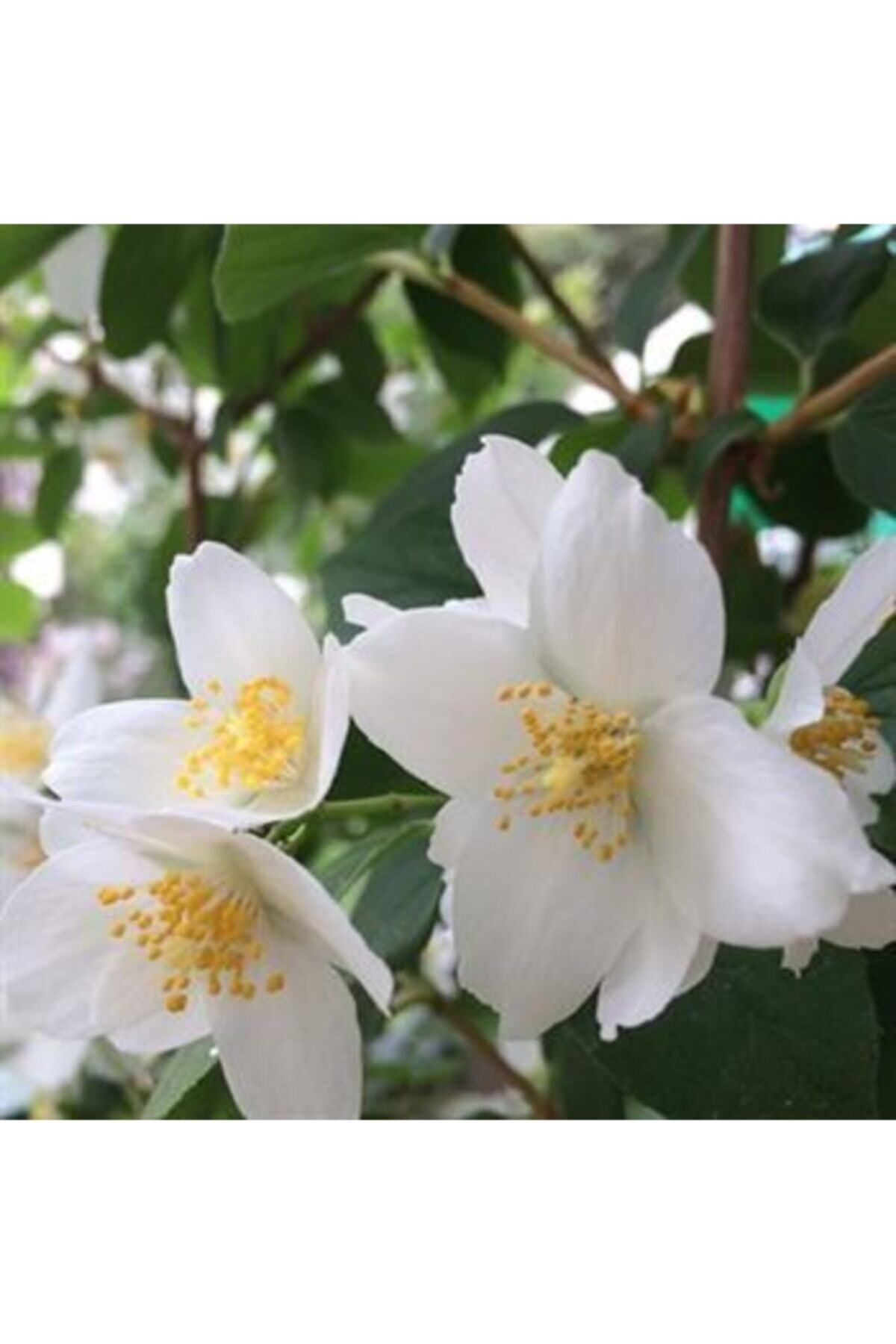 ALİBOTANİK Filbahri Çiçeği Fidanı Yalancı Yasemin 55 cm
