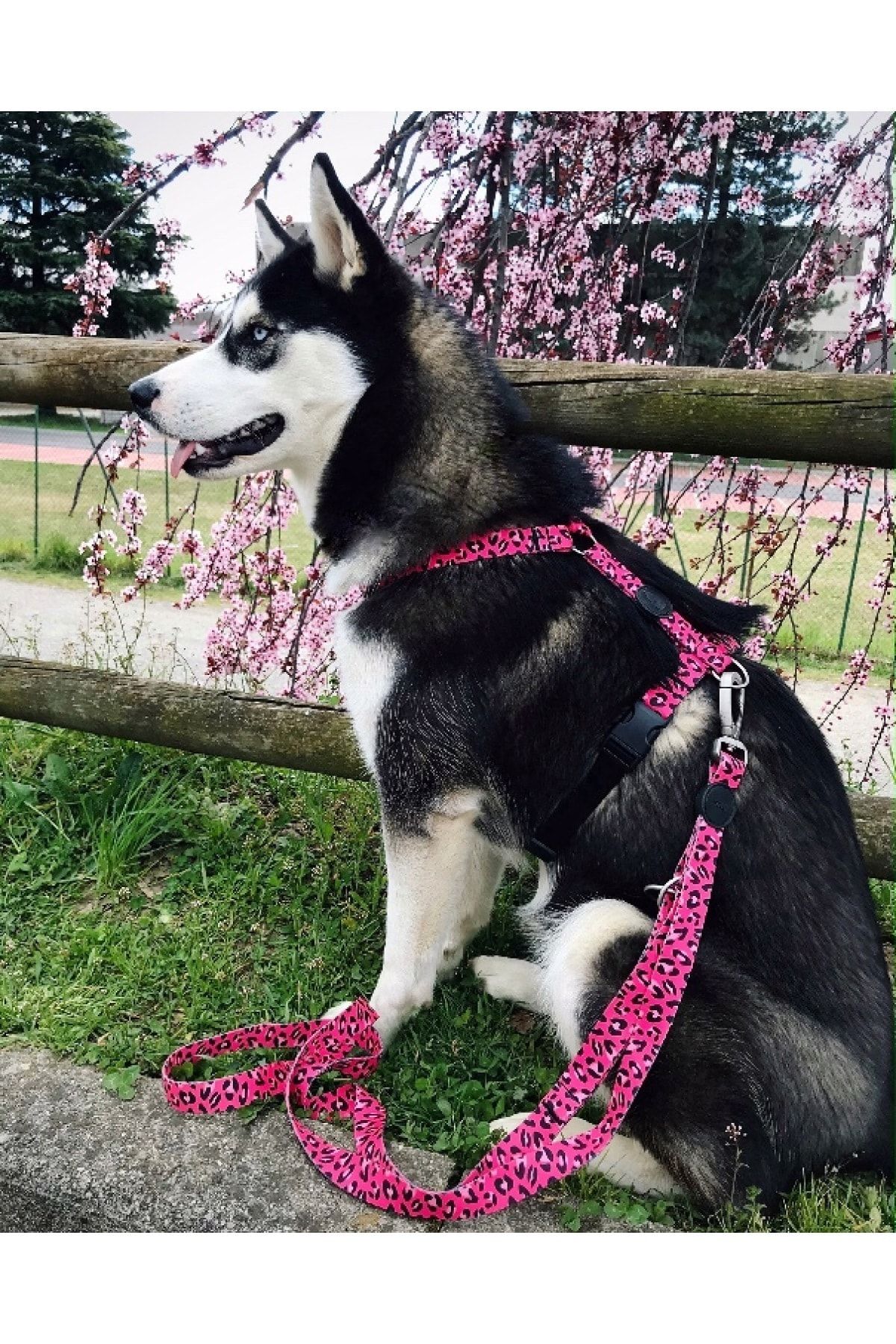 MORSO Bubble Leo H Tipi Göğüs Tasması Large