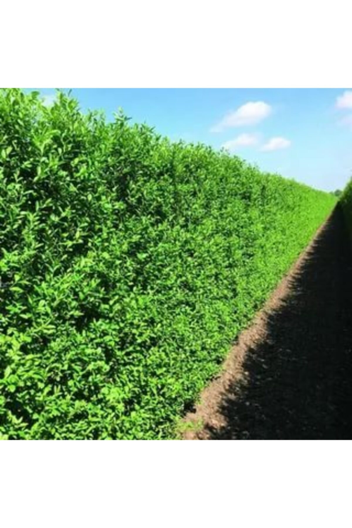 ruzgarbotanik Yeşil Ligustrüm Çiçeği Fidanı Sakılı 60 Cm 80 Cm