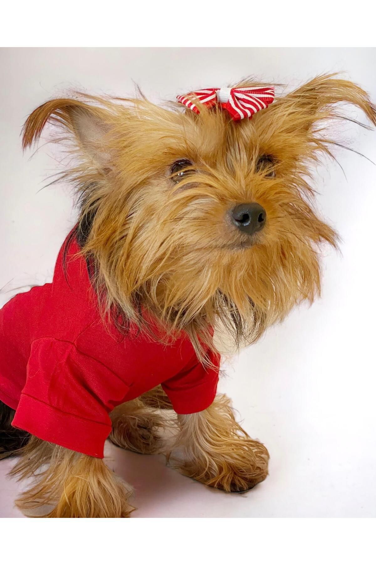 Santa and Friend Rudolph Köpek Tişörtü Yılbaşı Noel Christmas Köpek Elbisesi