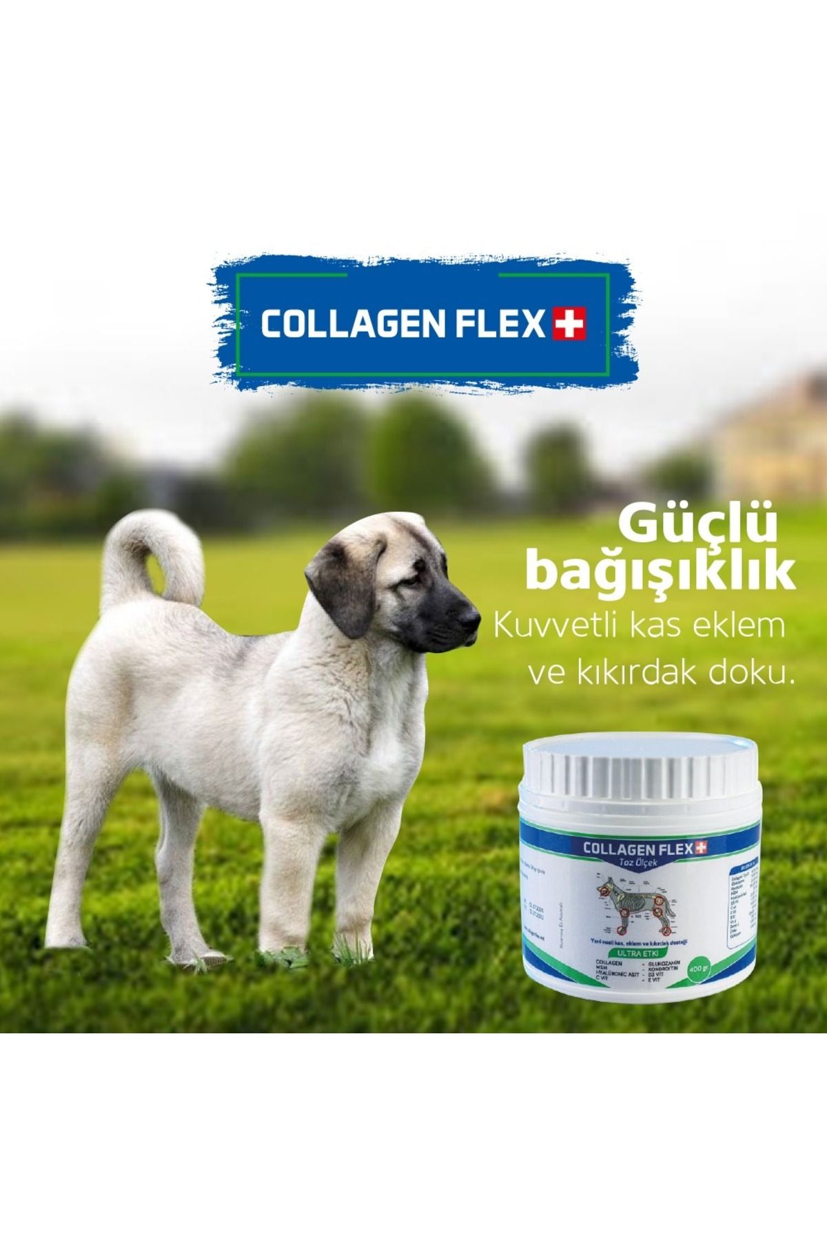 Royal Pro Bacterium Yüksek Değerli Kas Ve Eklem Güçlendirici