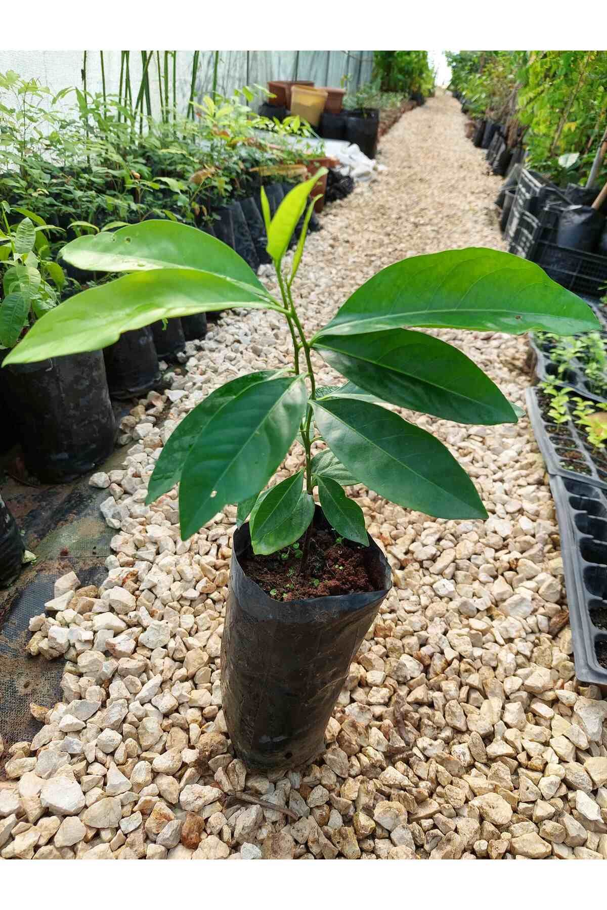 Black Sapote Çikolata Meyvesi Ağacı Fidanı 1 Yaş 15 Cm (2 ADET)