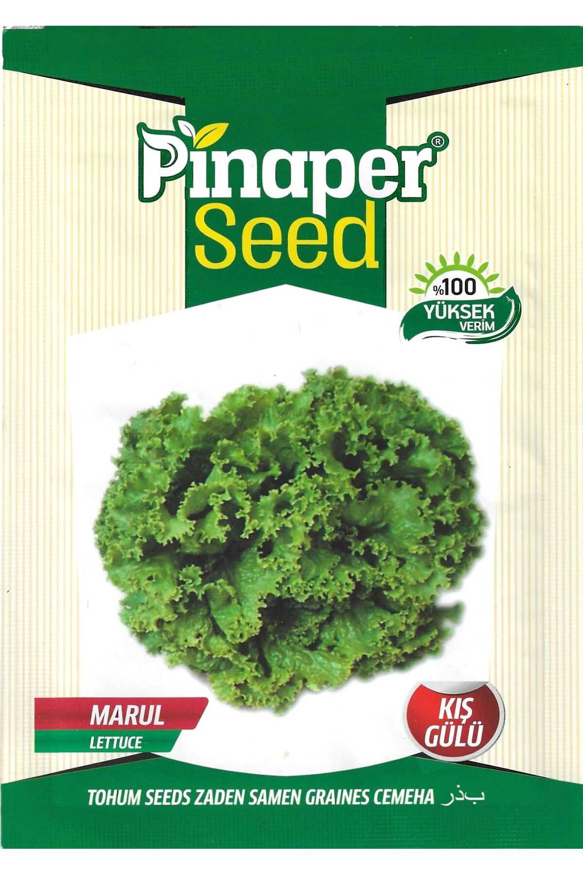 Pinaper Seed Kış Gülü MarulTohumu 5 Gr Pınape...