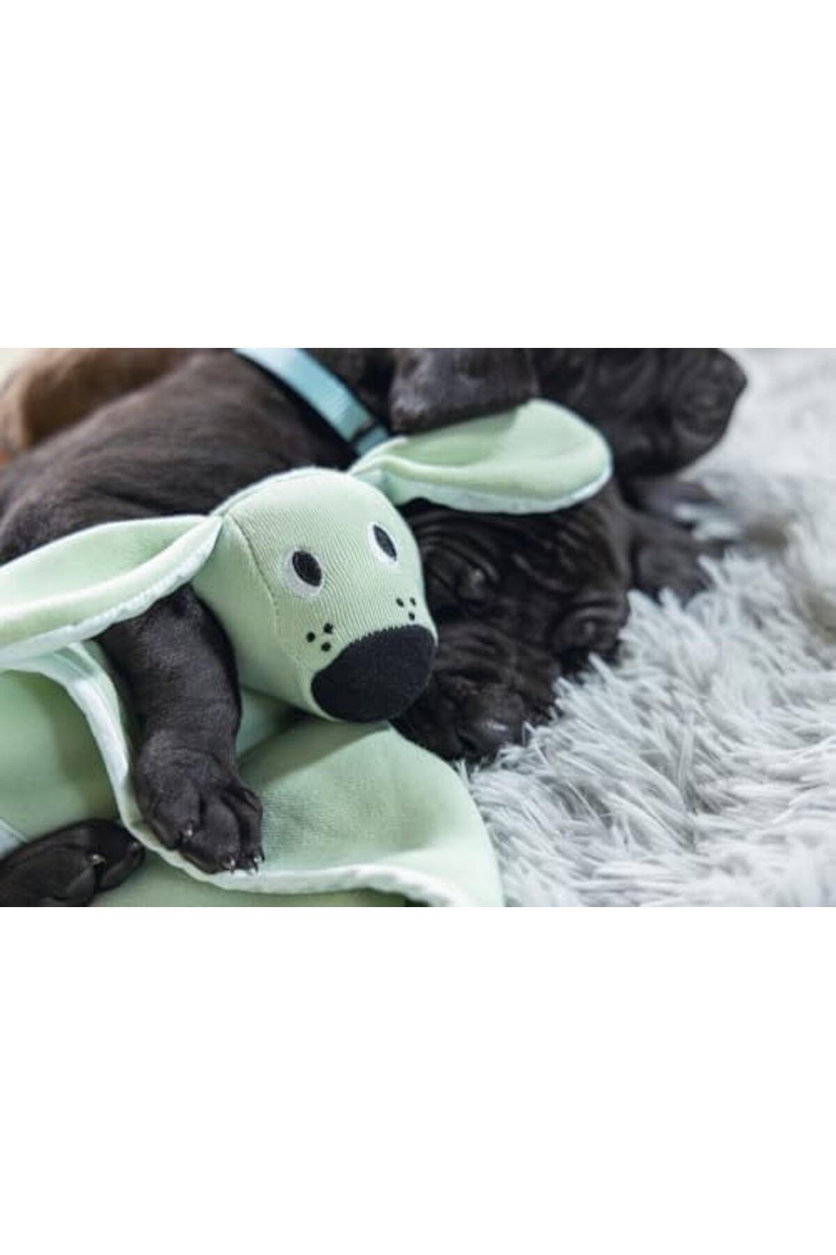 Beeztees Puppy Cuddle Cloth Dimpie L: 31 cm G: 31 cm nane yeşili