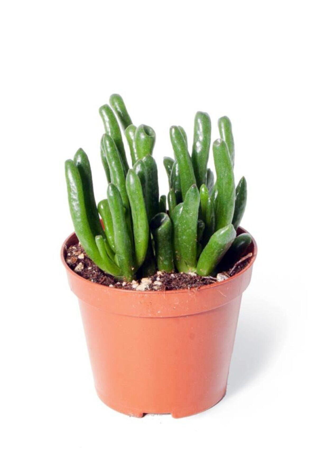 Cemre Garden Crassula Ovata Gollum - Shrek Kulağı Kaktüs Sukulent - Ev Ofis Salon Iç Mekan Bitkisi