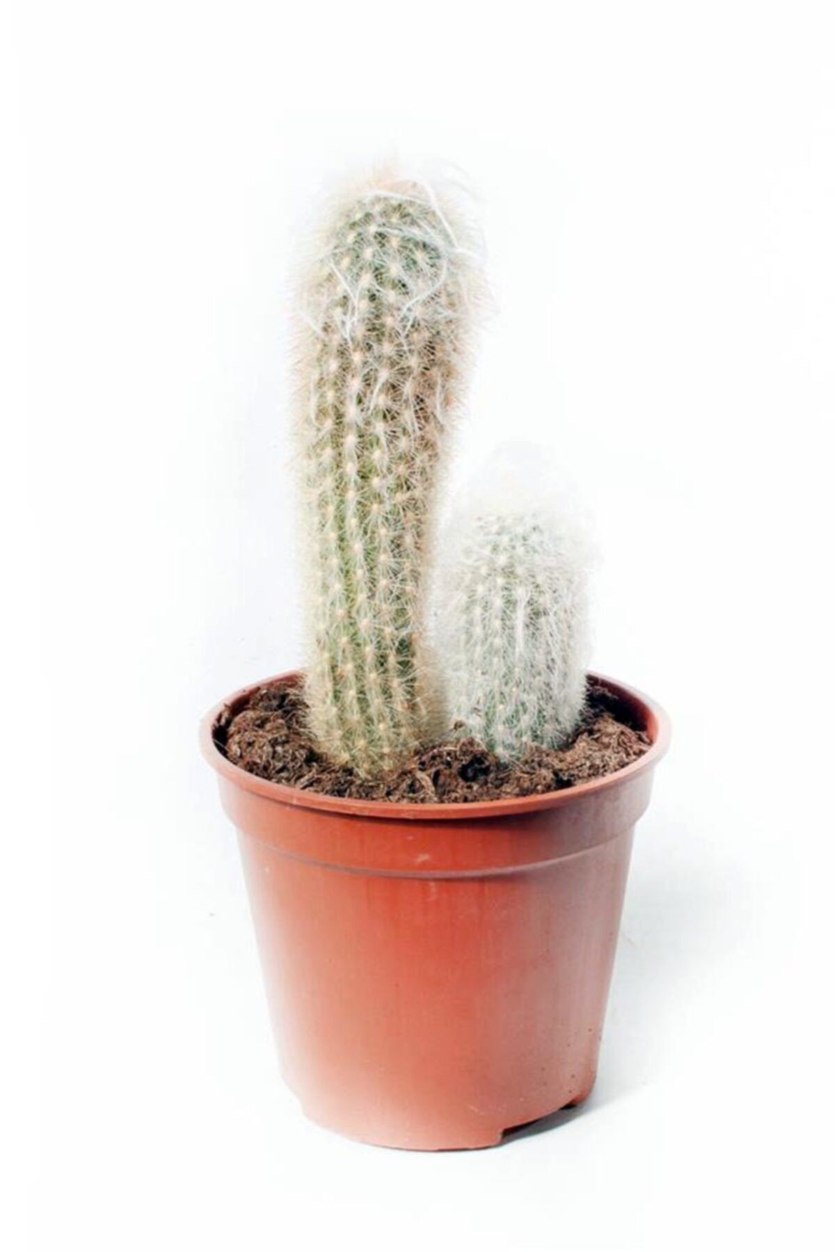 Cemre Garden Cleistocactus Strausii - Beyaz Tüylü Kaktüs Sukulent - Ev Ofis Salon Iç Mekan Bitkisi
