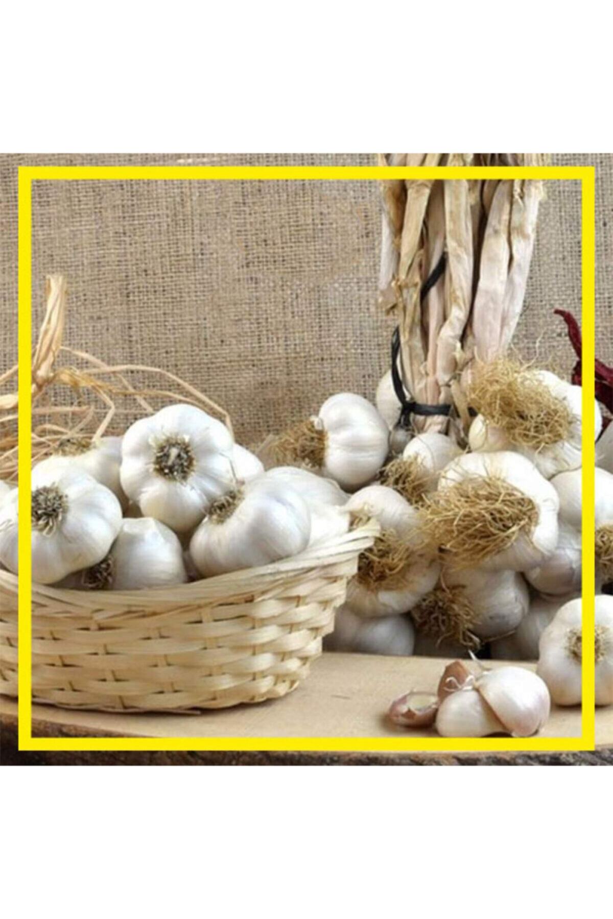 Brand House Yeni Mahsül Organik Kastamonu Taşköprü Sarımsağı Double Boy 250gr