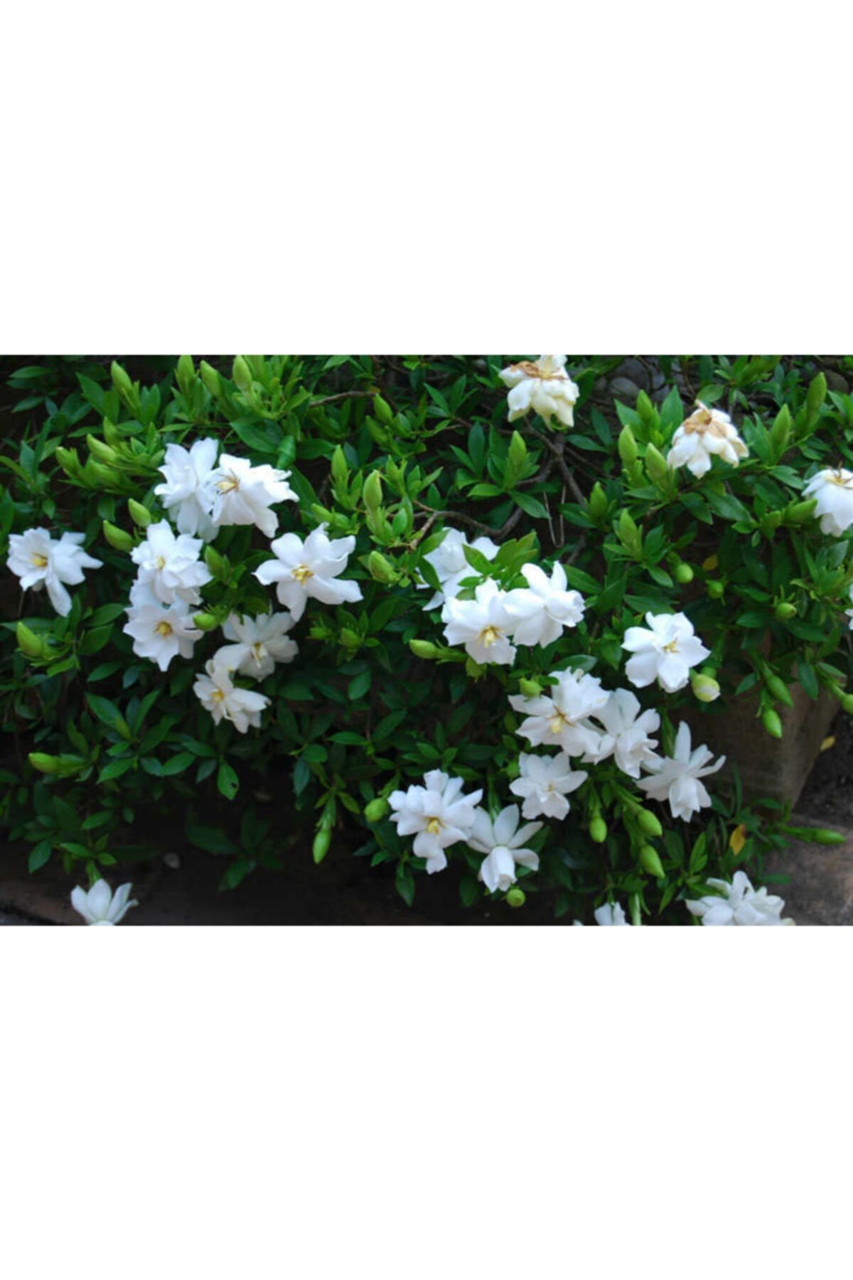 lalaahmetbotanik 2 Adet Gardenya Çiçeüği, 20-30 Cm. Gardenia Jasminoides