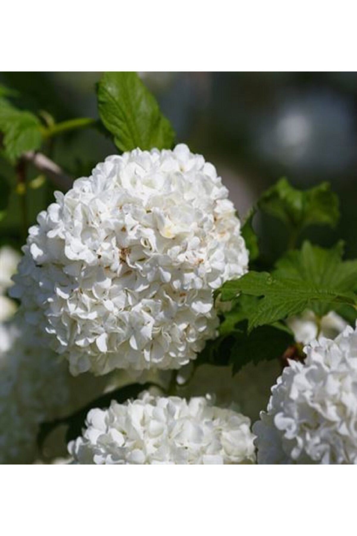 ALİBOTANİK Çınar Kartopu Çiçeği 75 Cm Viburnum Opulus
